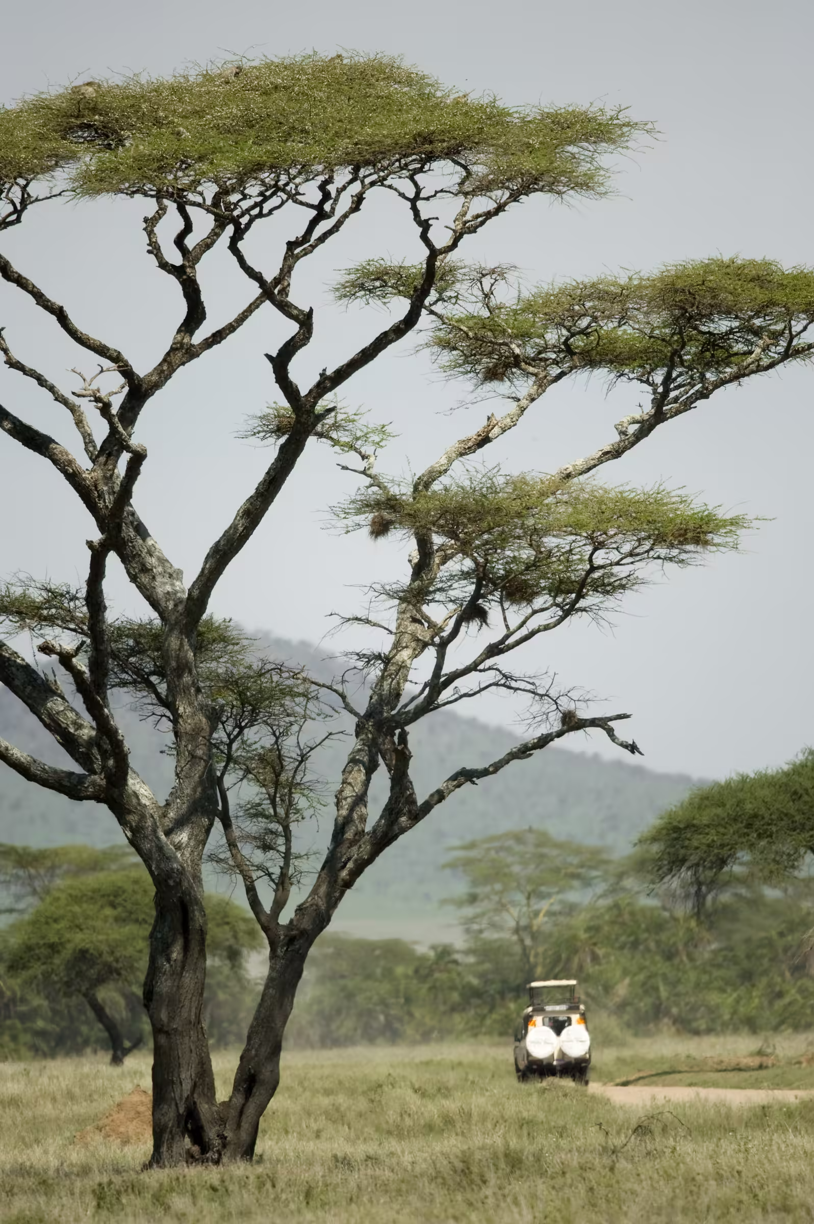 4x4 in the Serengeti