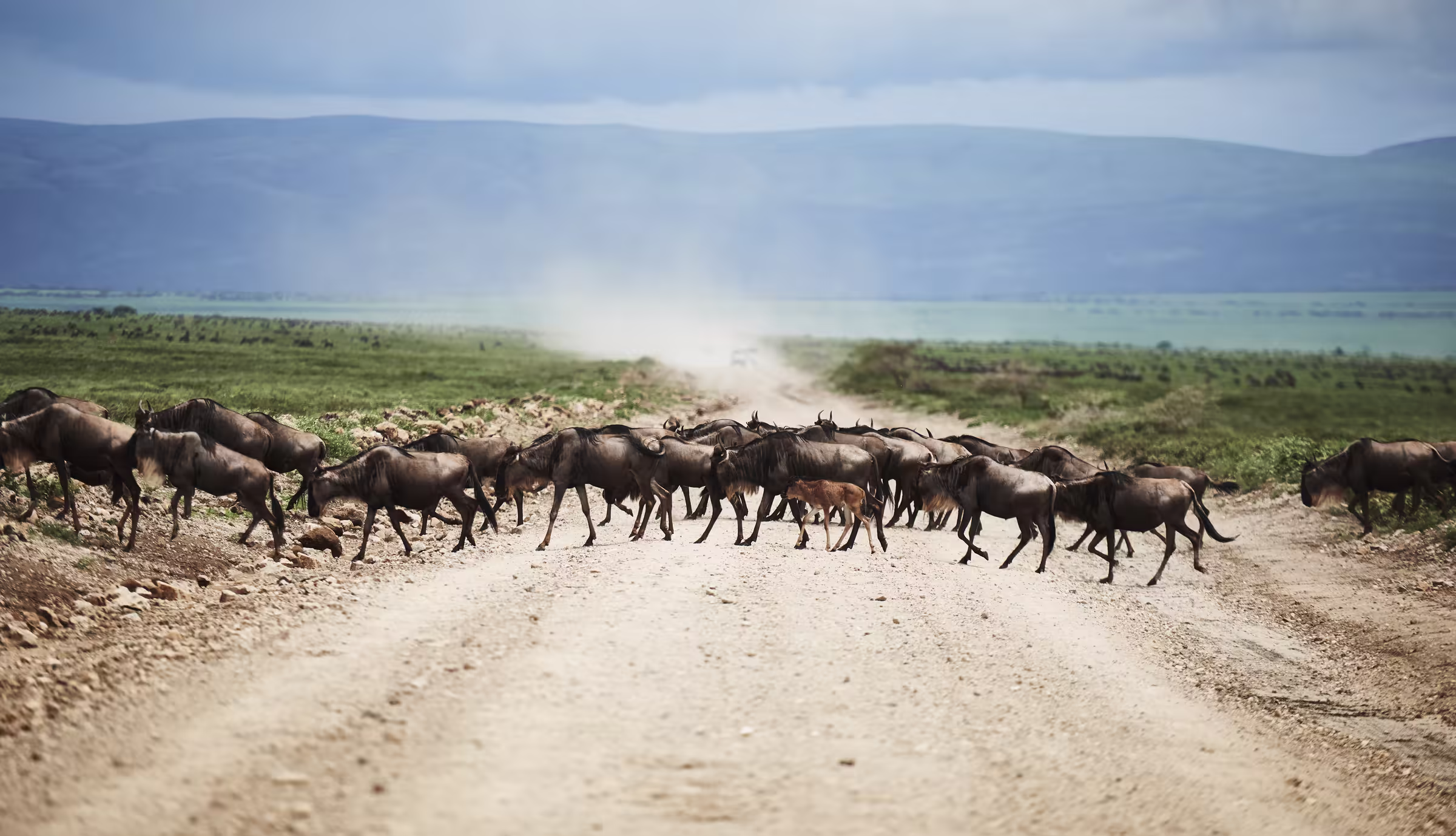 A herd of wildebeests in Africa