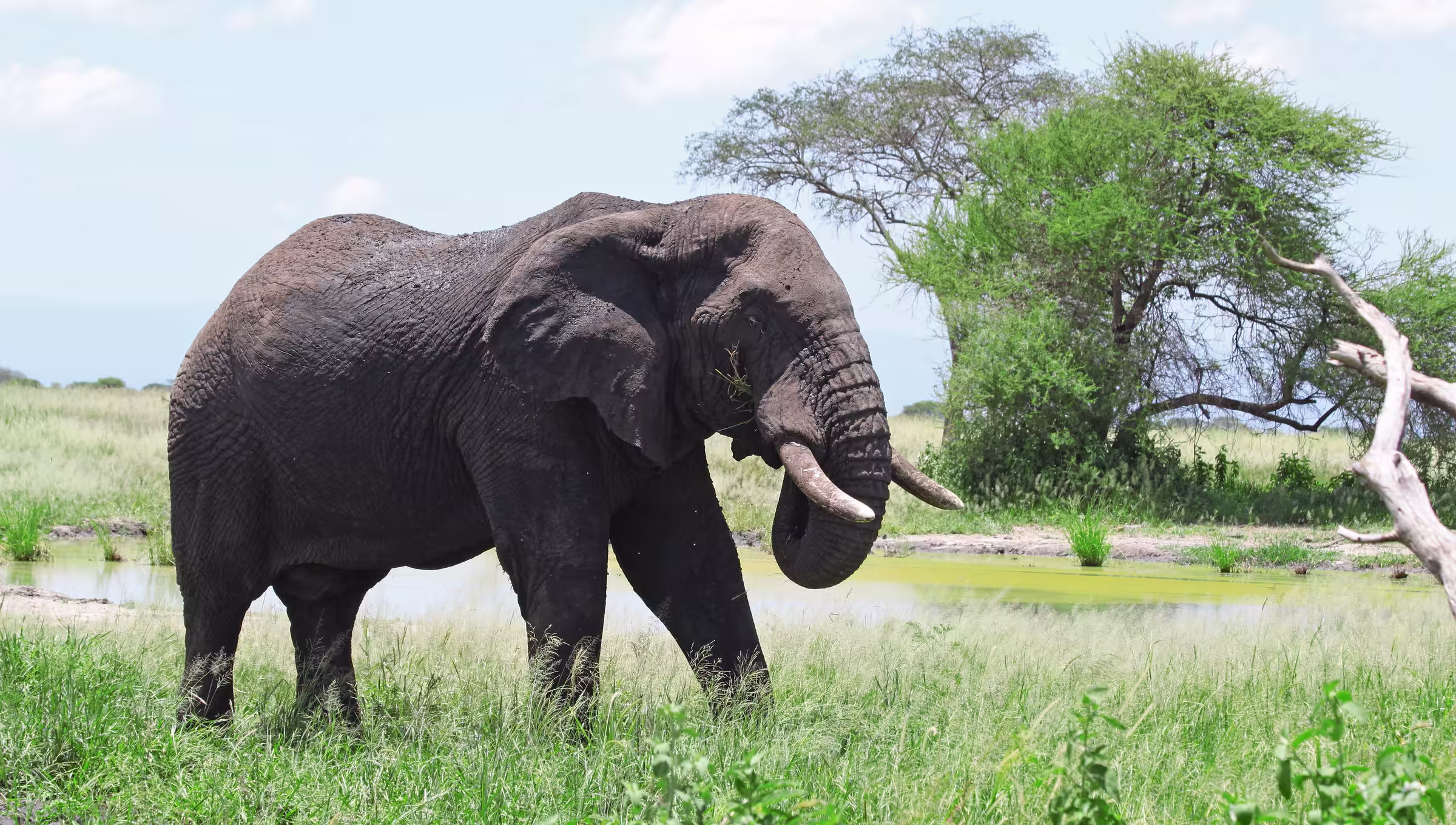 African elephant in the Serengeti national park