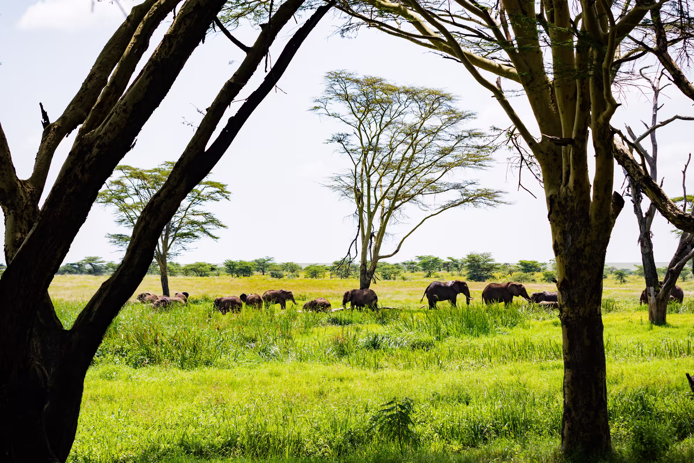 African elephant savannah grassland landscapes