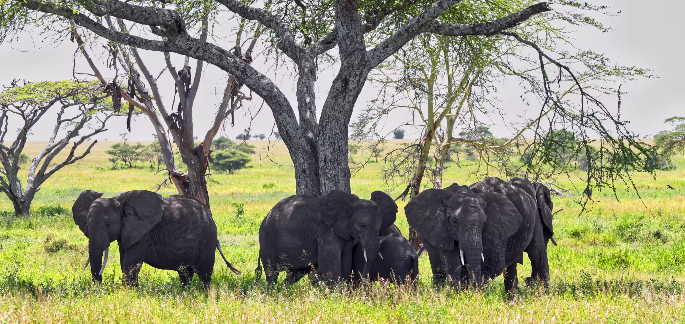 African elephants in the Serengeti national park