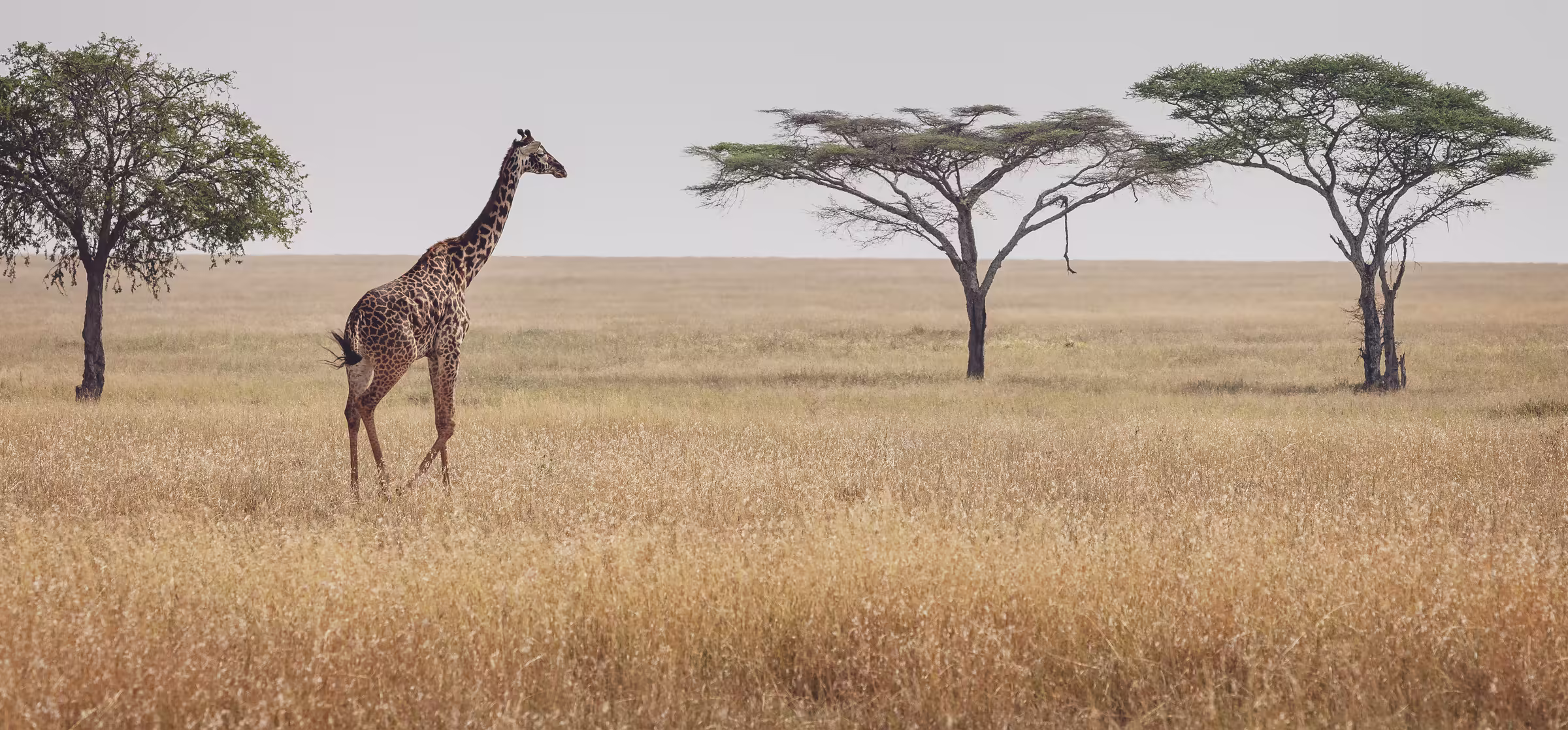 Animals in the wild Serengeti landscape with a l
