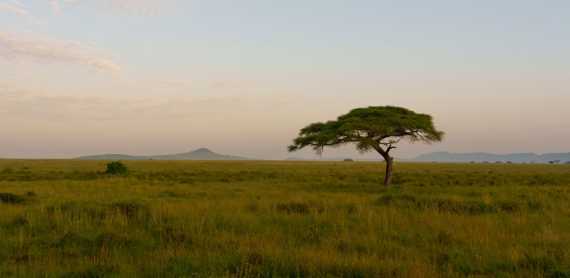 Beautiful shot of Serengeti national park
