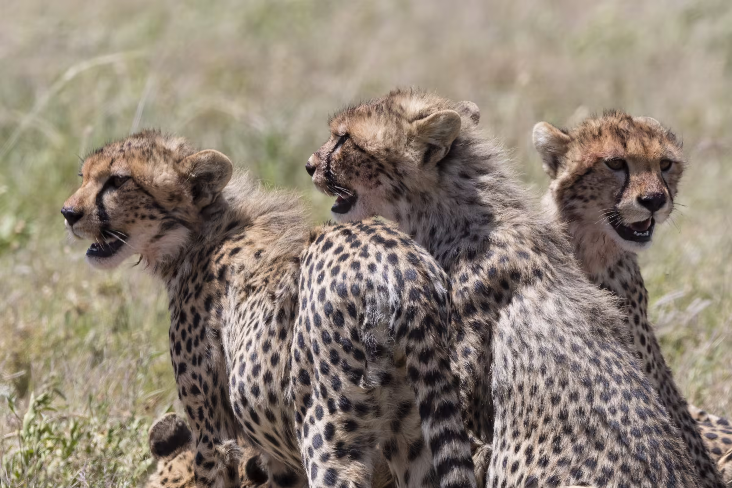 Cheetah cubs Seronera serenge