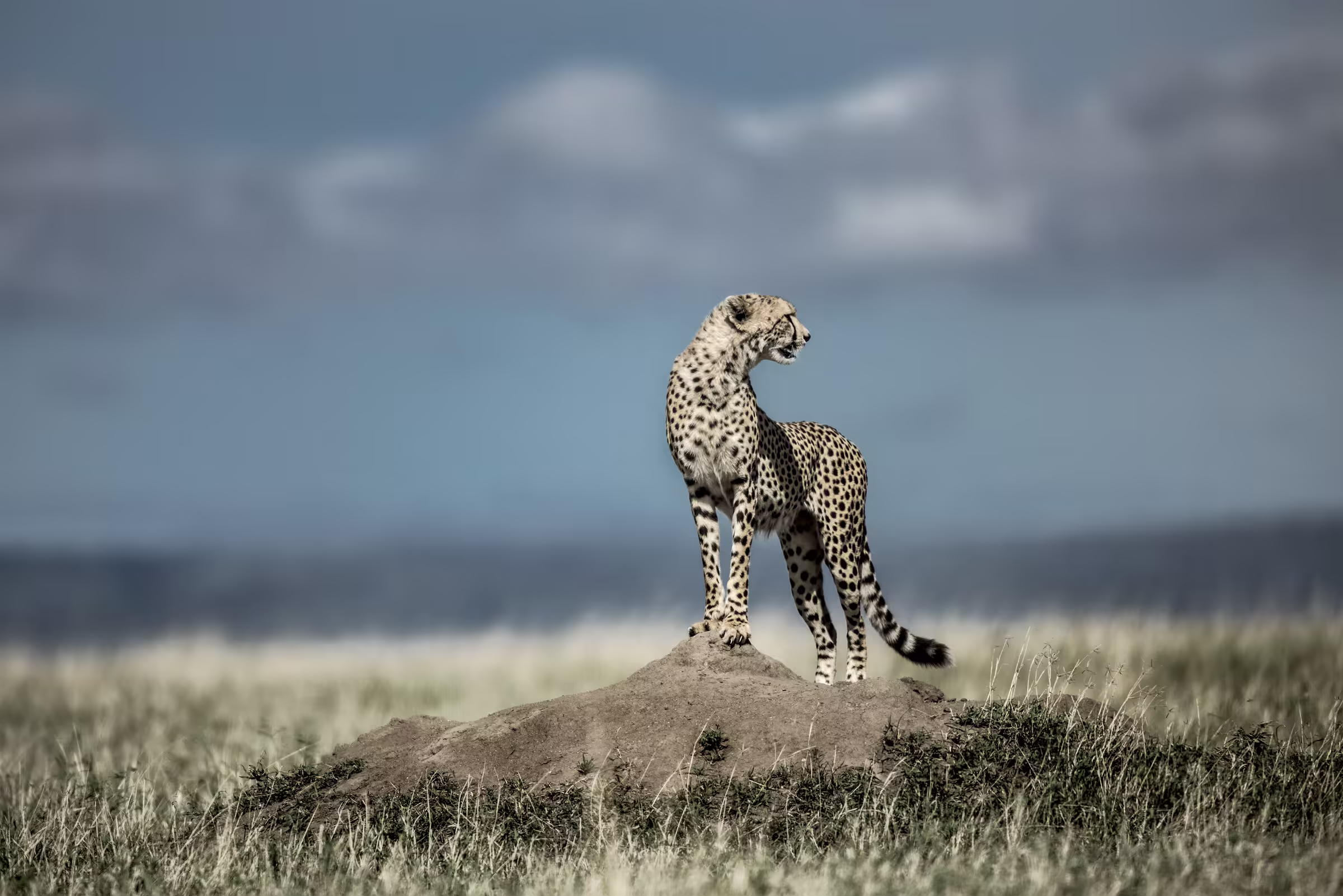 Cheetah on a mound watching around in Serengeti