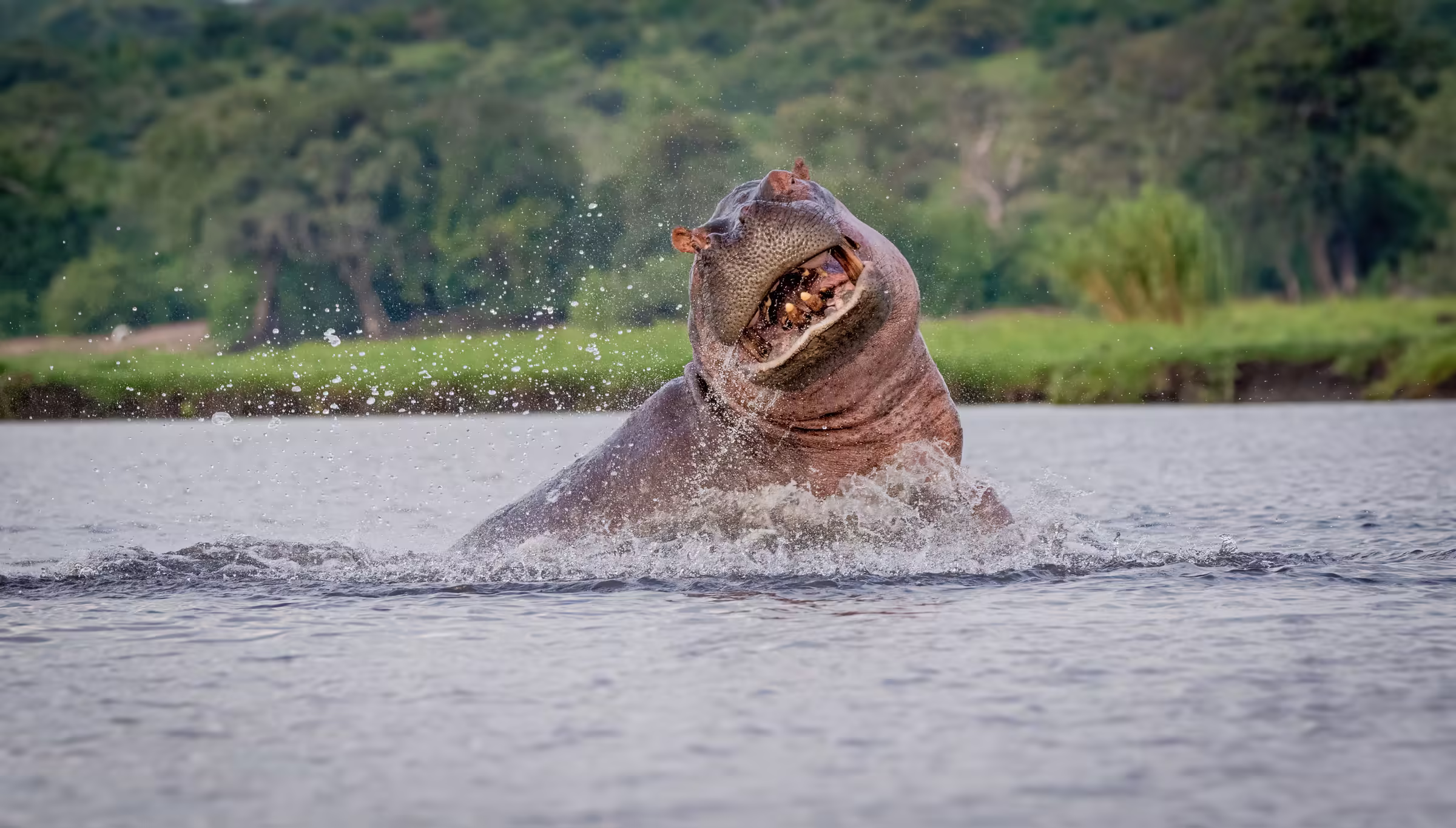 Dominant hippopotamus rising from river