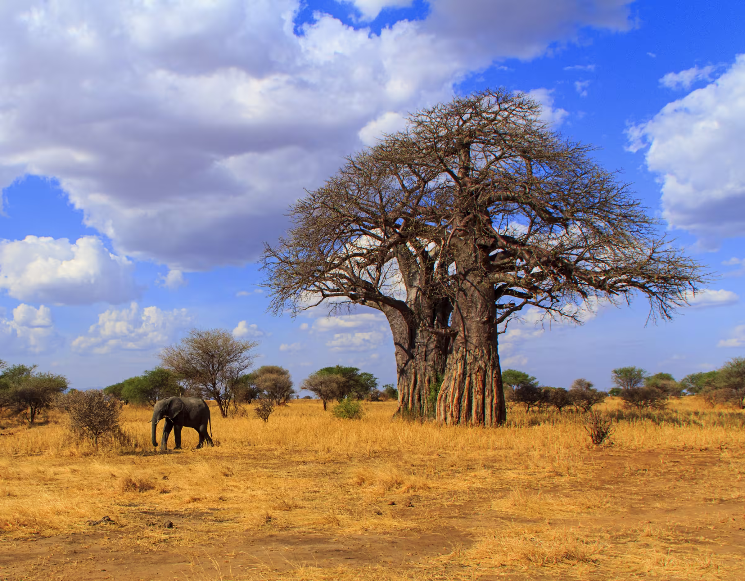 An elephant beneath a giant baobab in Tarangire