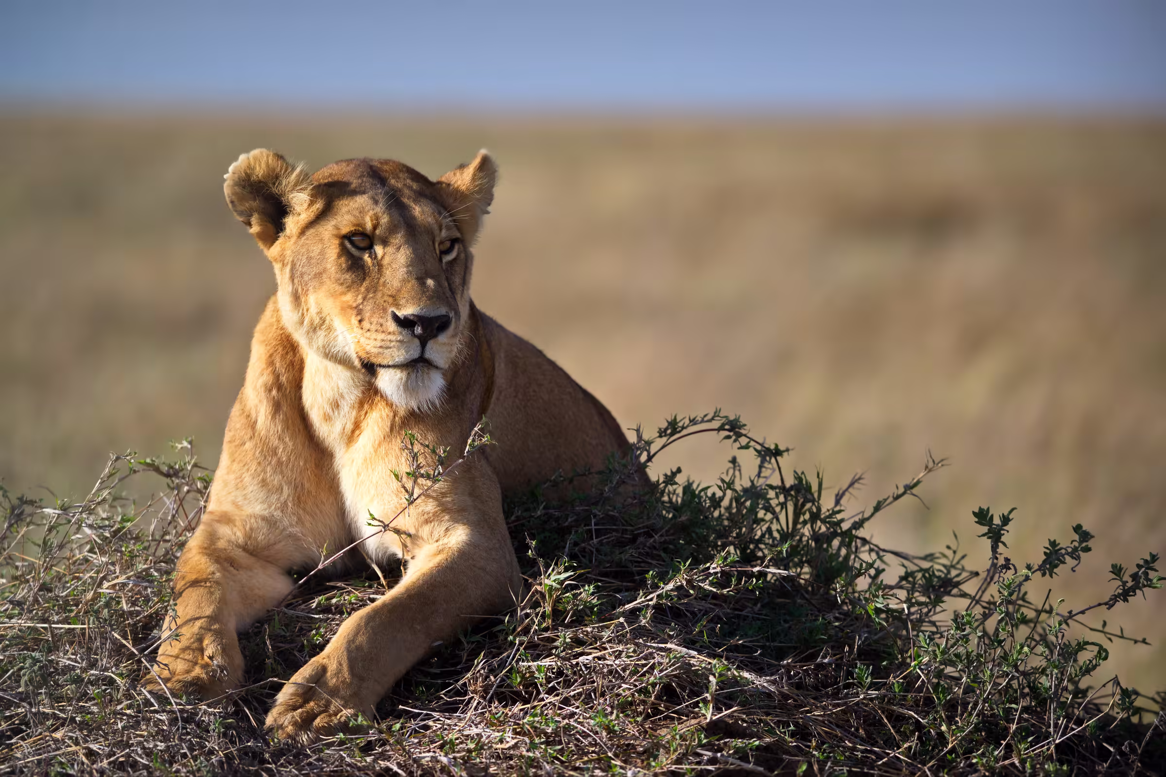 Female lion lying in a field in Tanzania