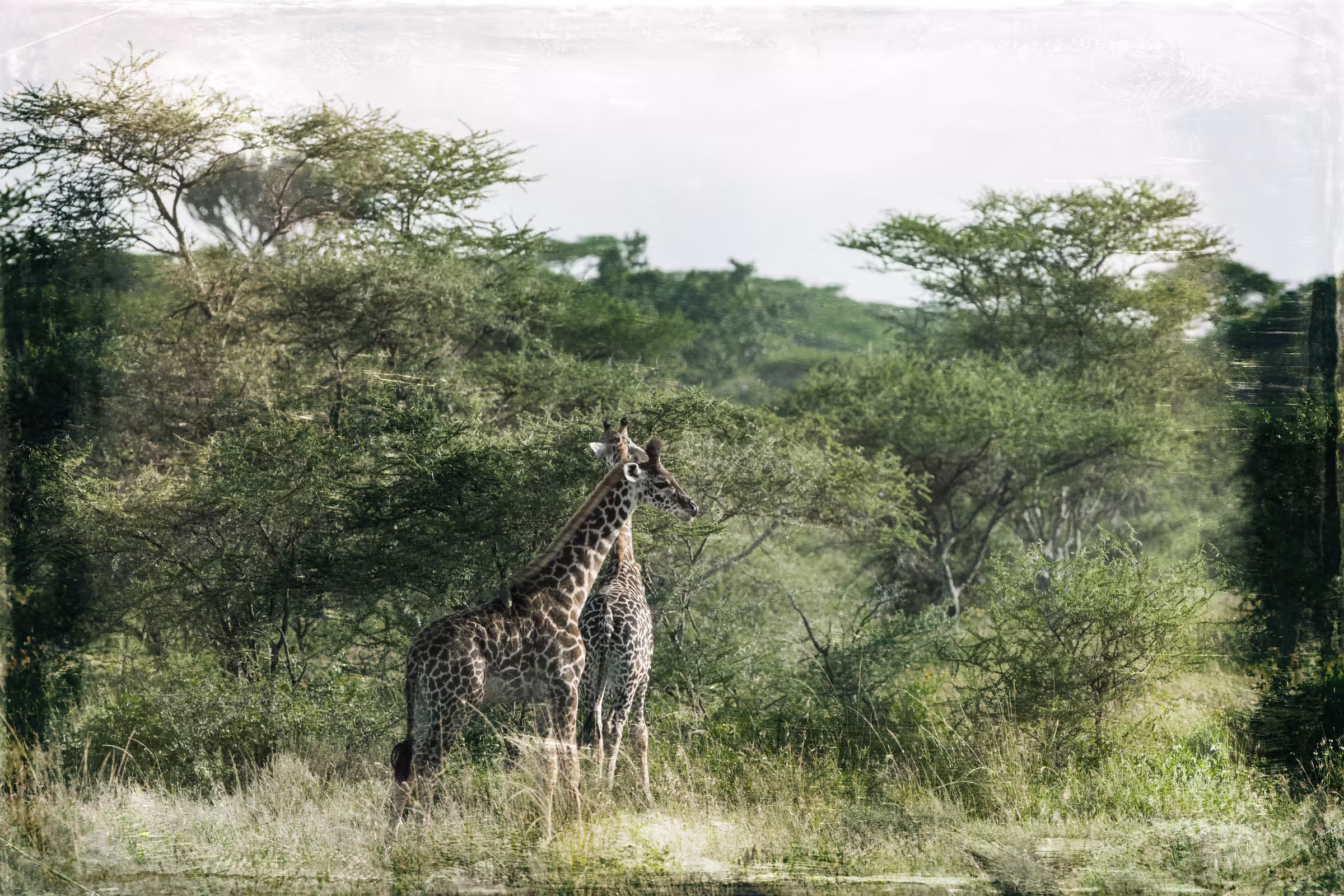 Giraffes in the Serengeti national park Tanzania