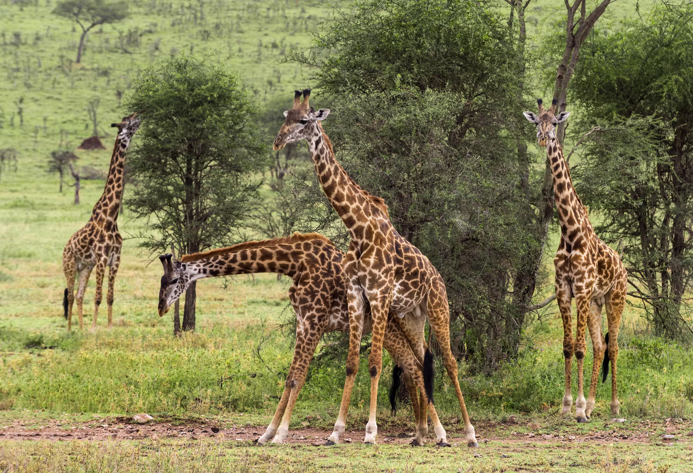 Herd of giraffe Serengeti Tanzania Africa