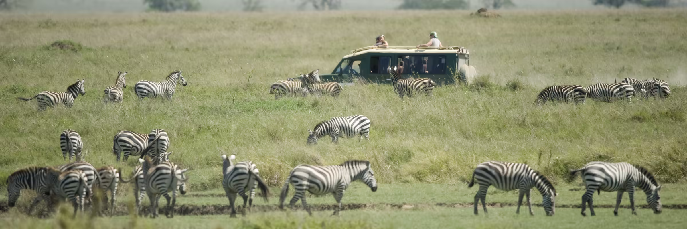 Herd of zebra in the Serengeti
