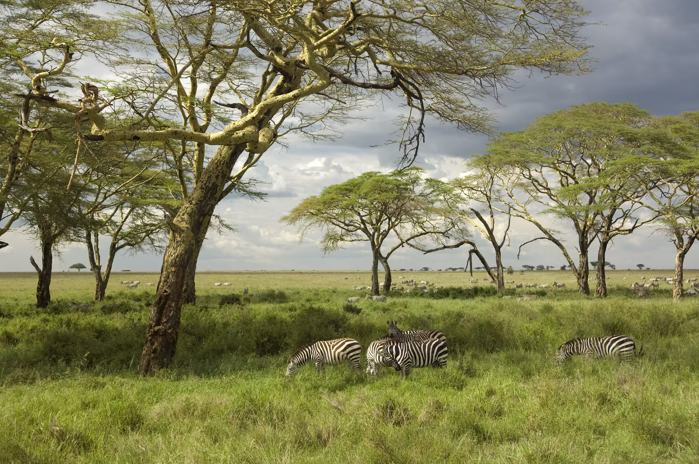 Herd of zebra in the Serengeti plain