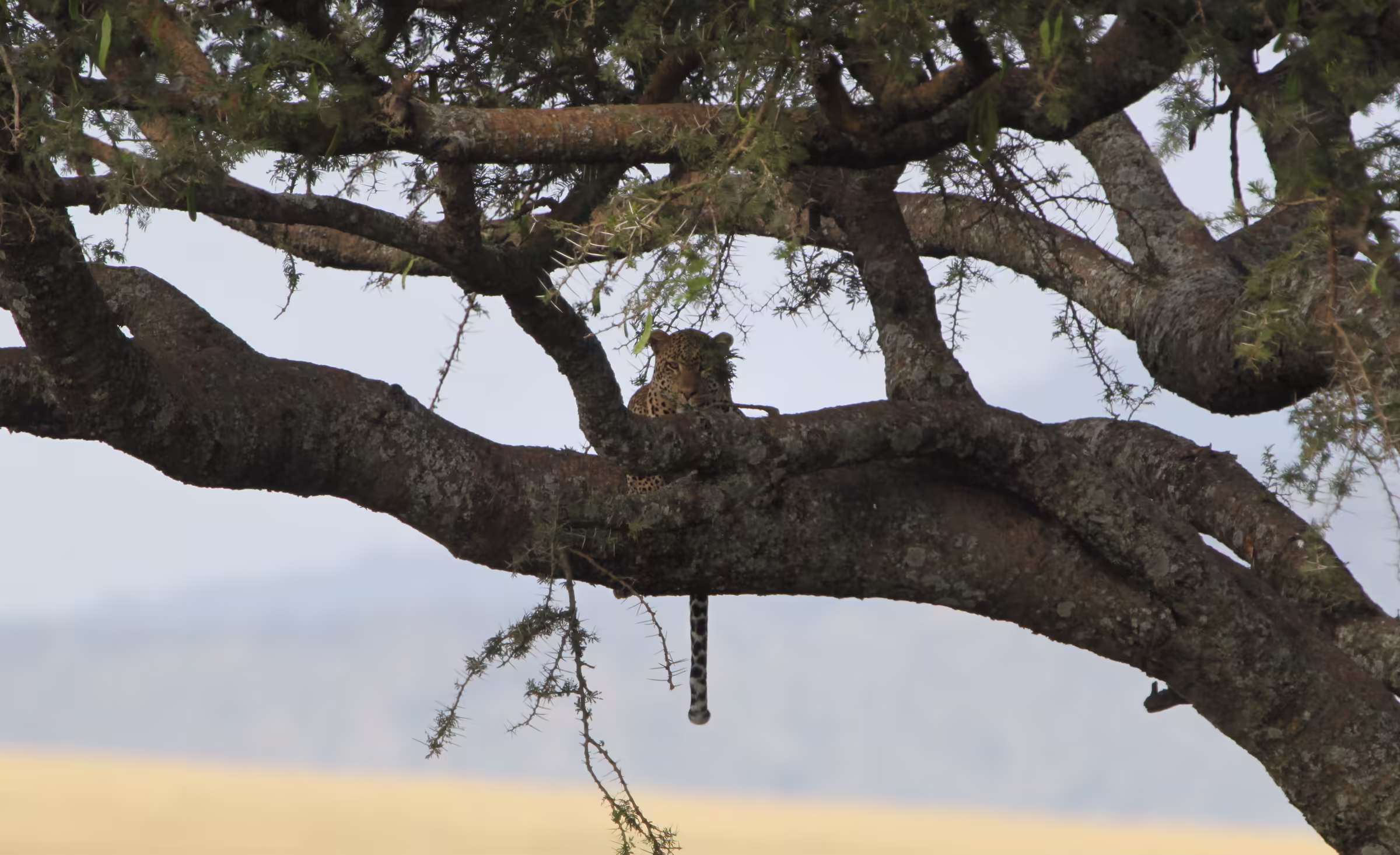 A leopard resting in a tree in the Serengeti