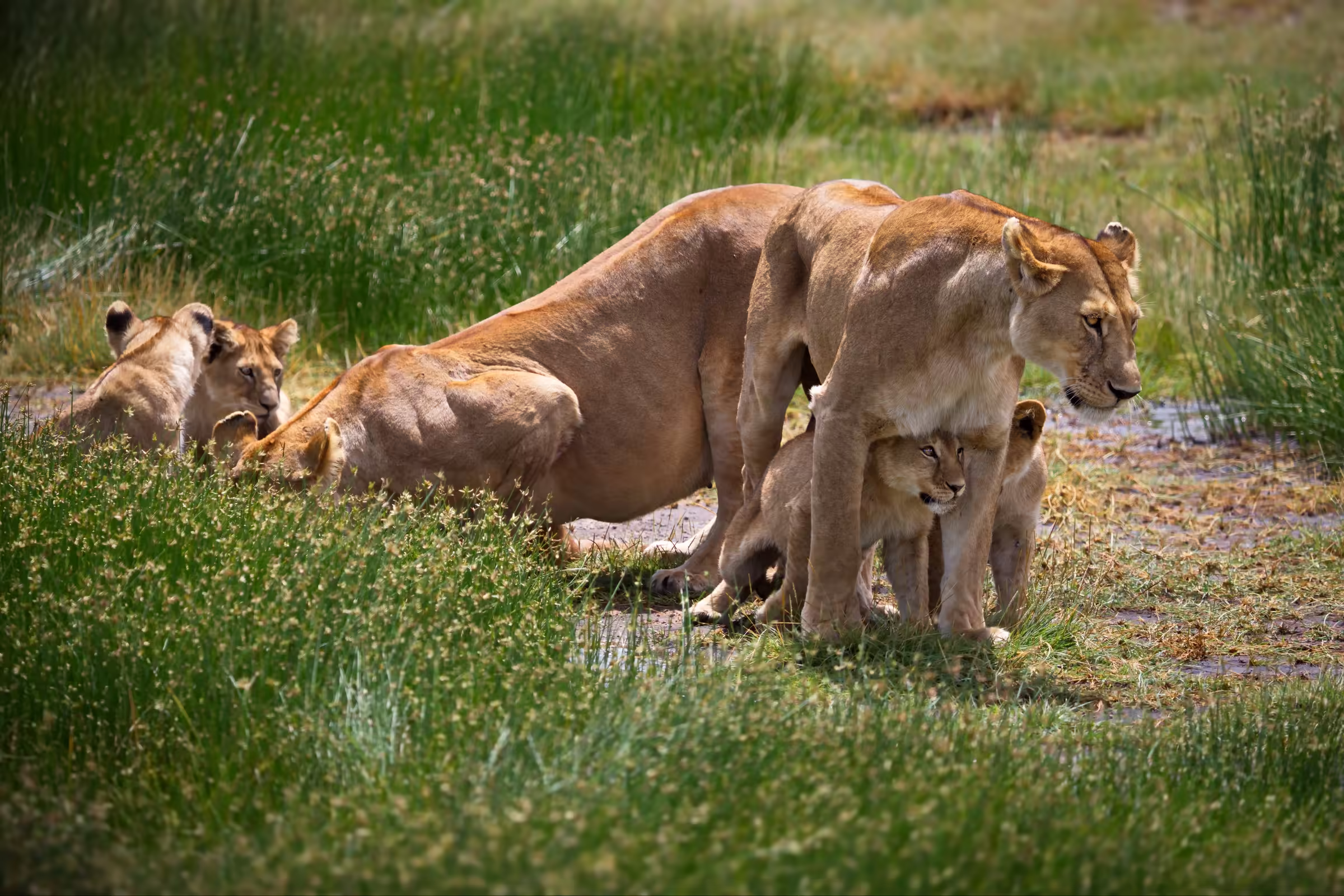 Lions in an open field in Tanzania