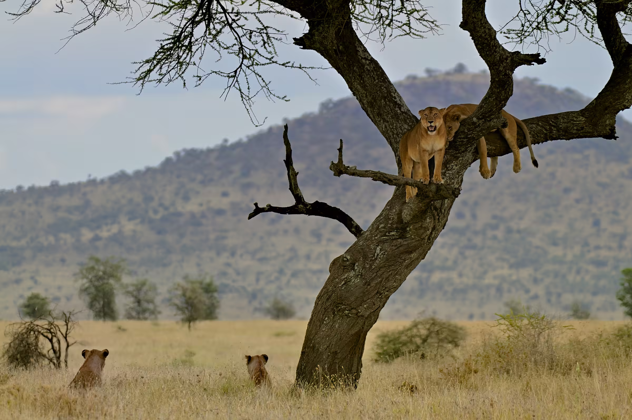 Lions resting on a tree in the savannah