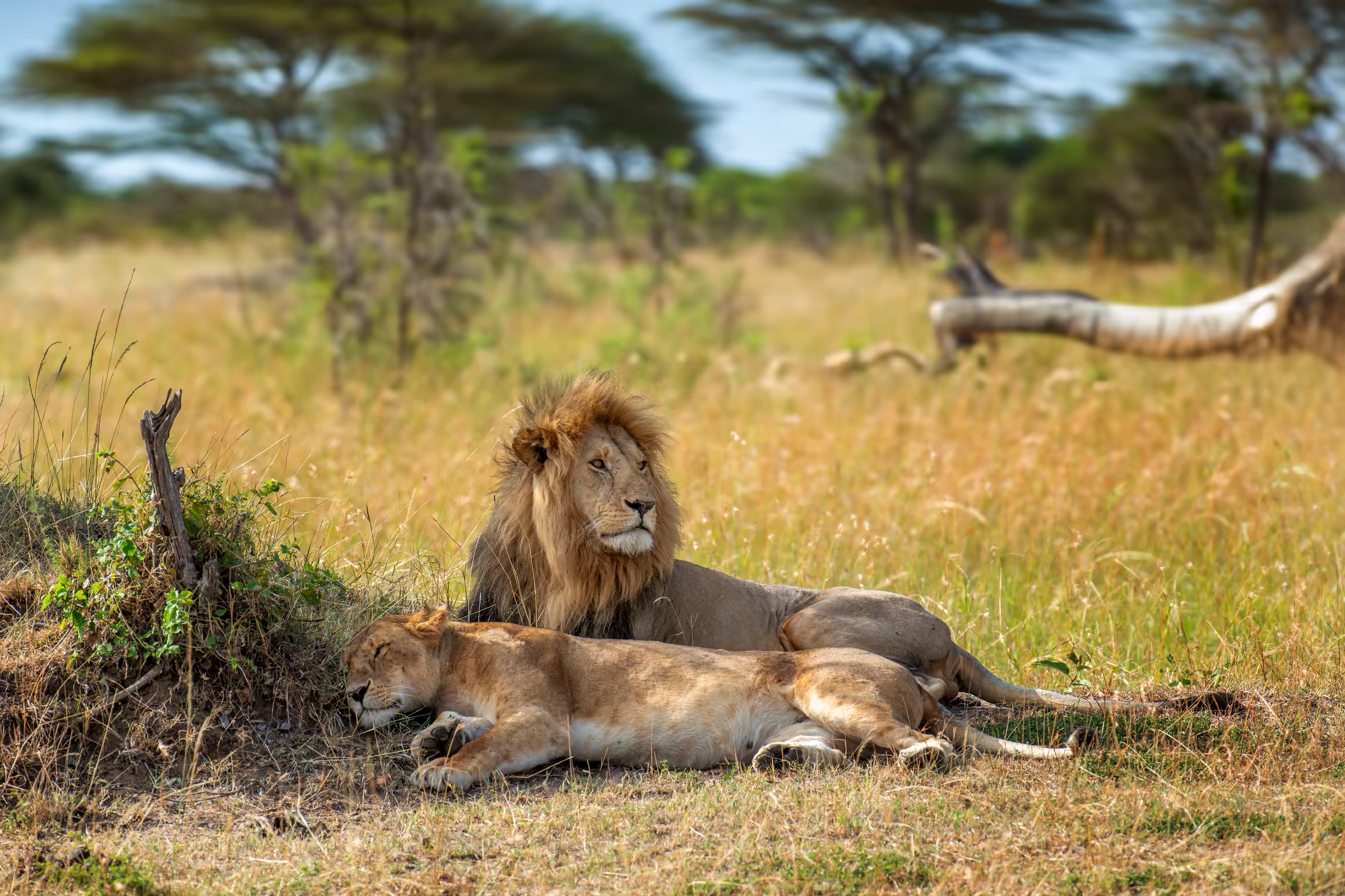 Lions resting on lush green field in savannah