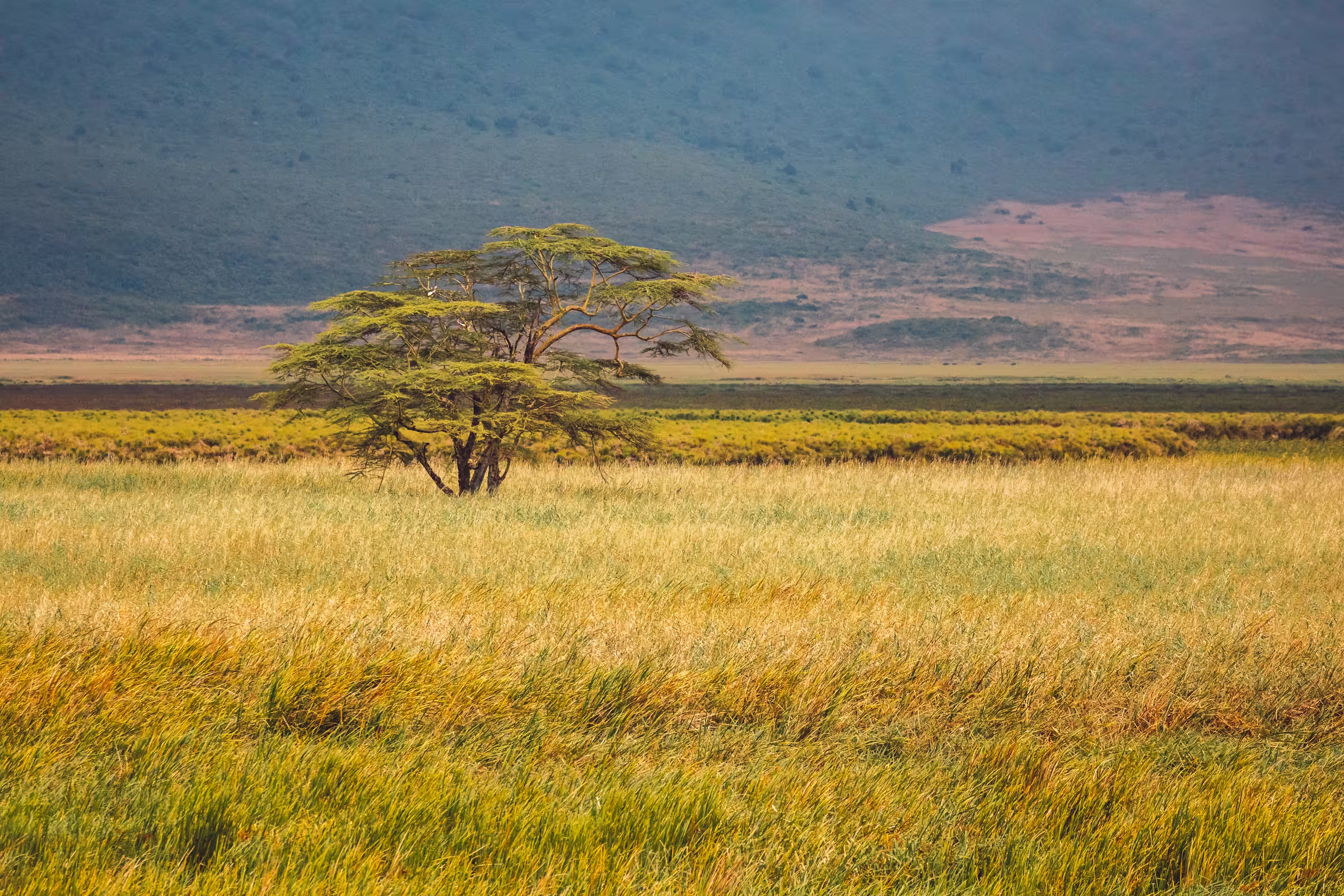 Lonely tree in savanna