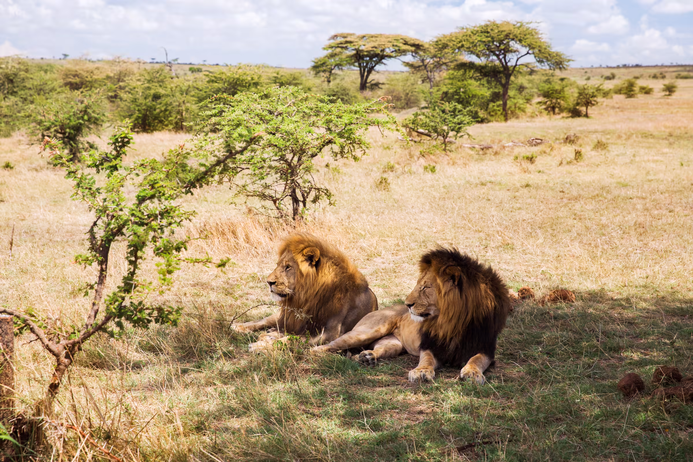 Male lions resting in savannah at Africa