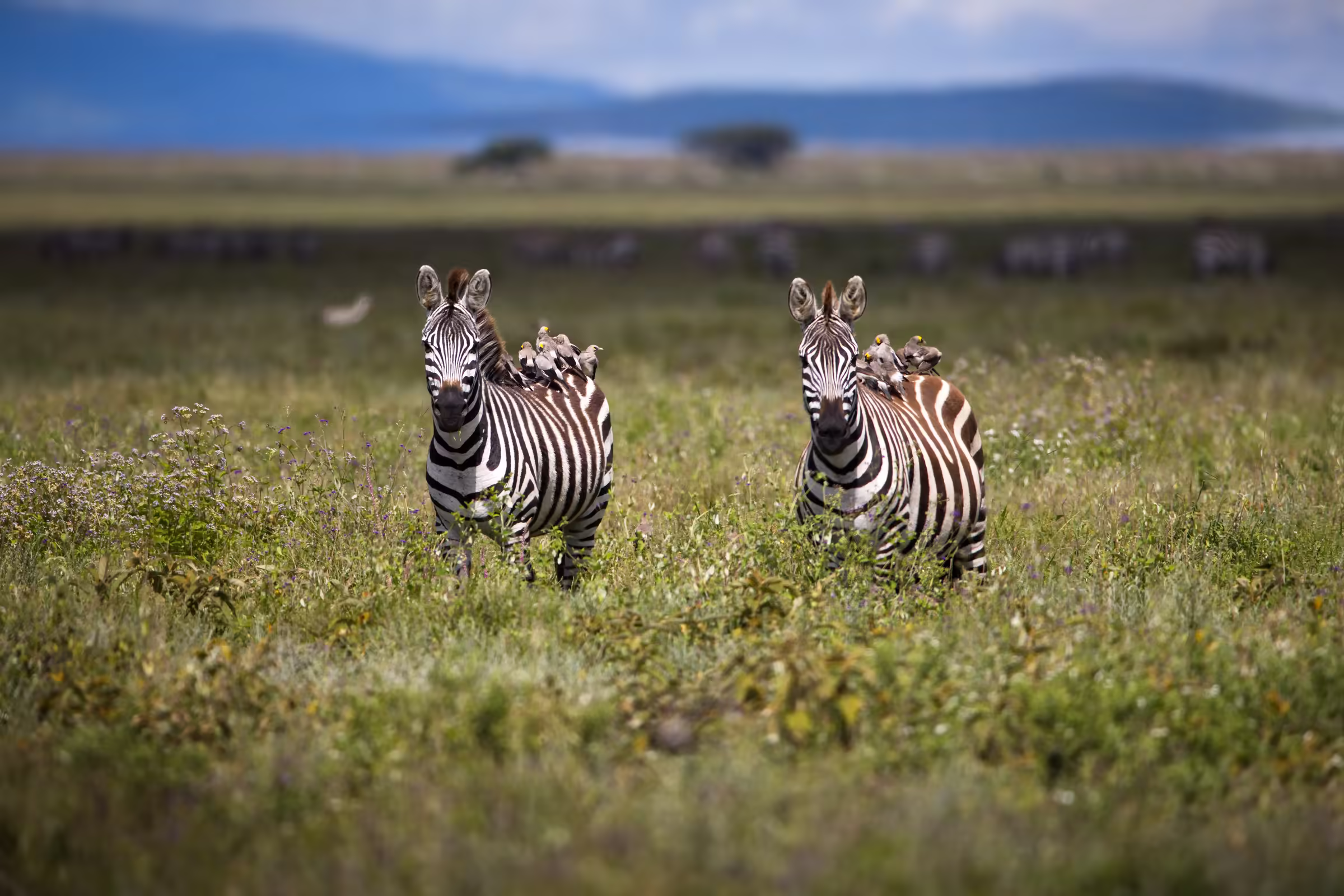 Pair of zebras walking on a field in Tanzania
