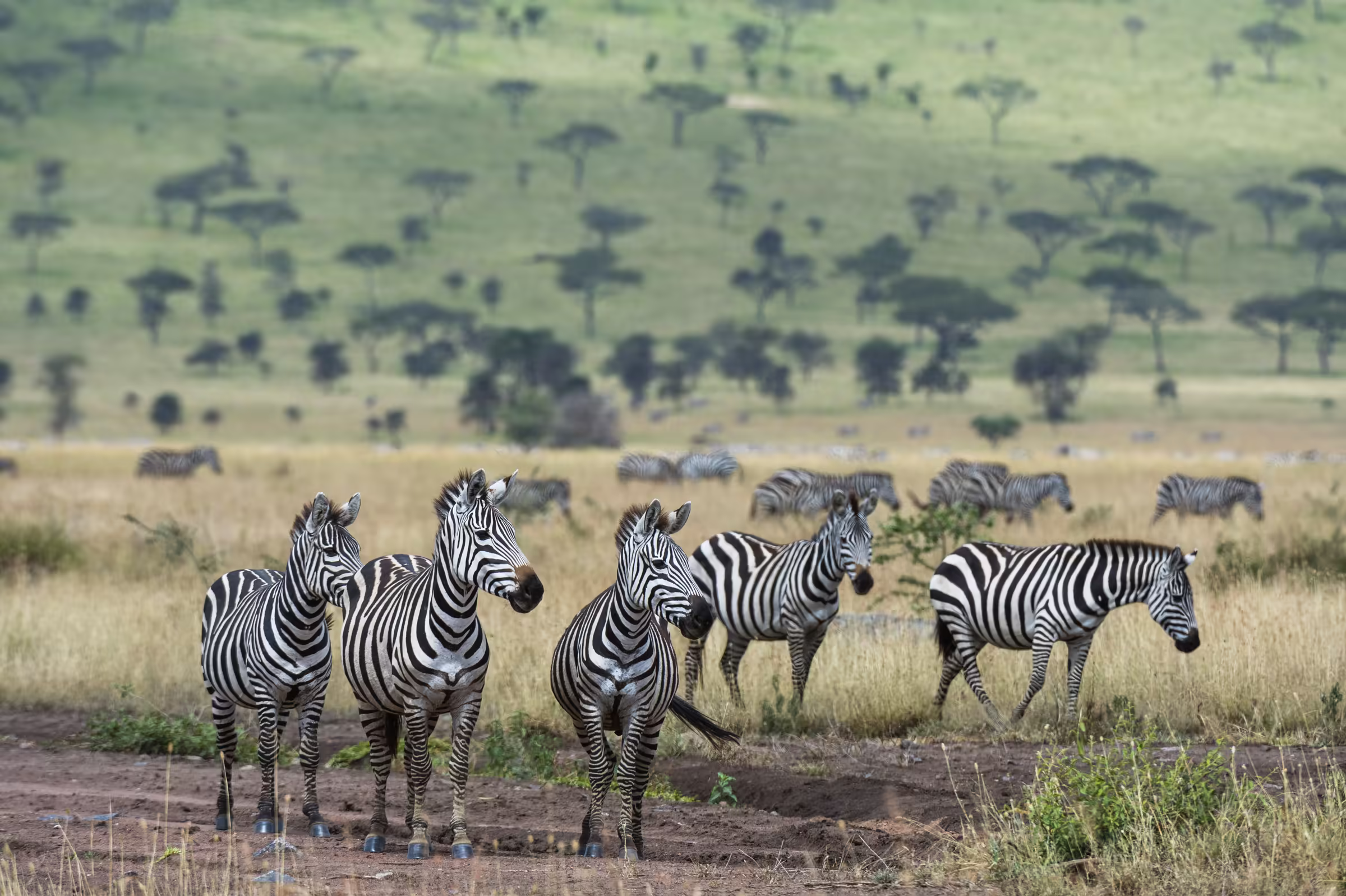 Plains zebras Seronera Serengeti