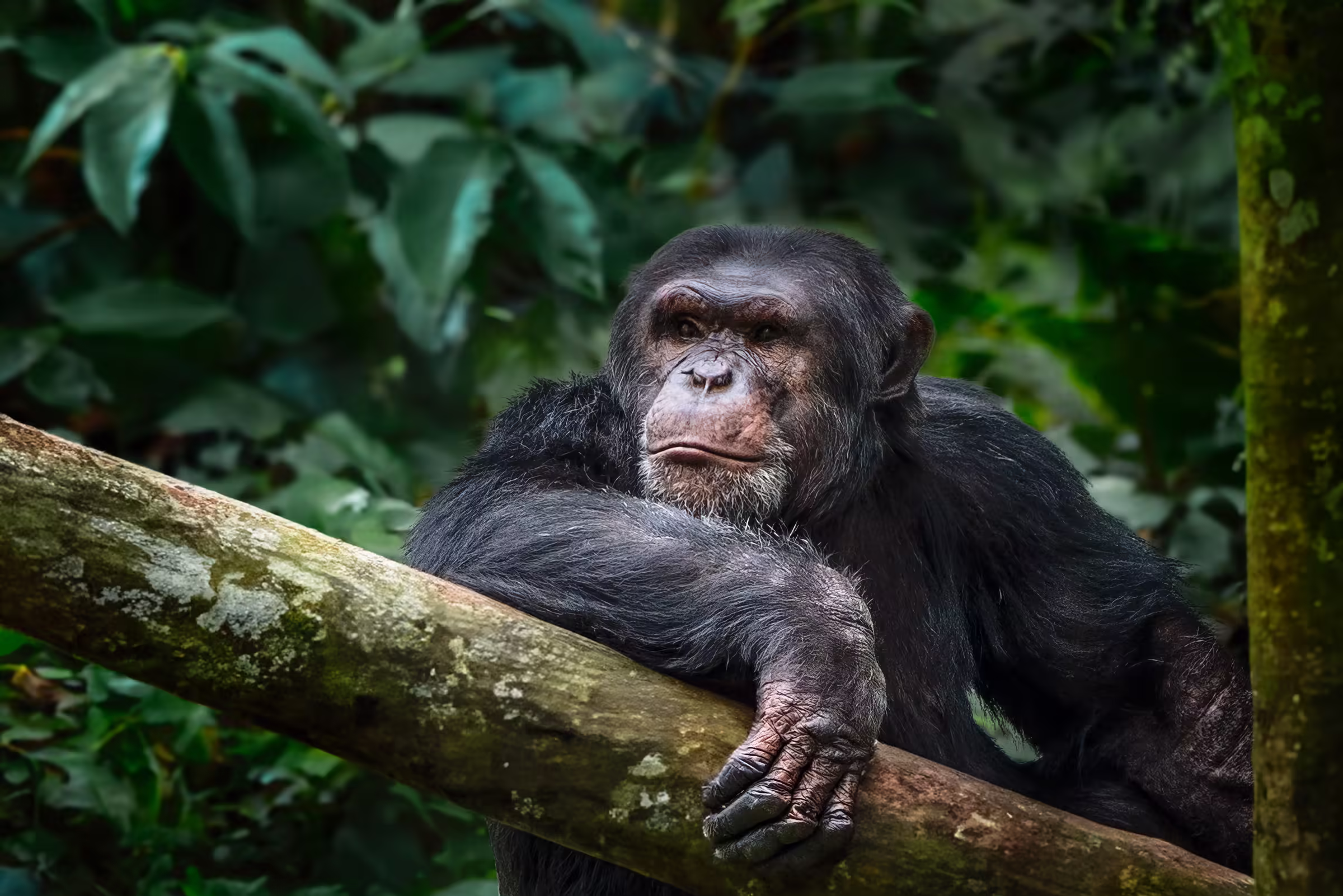 Thoughtful chimpanzee relaxing on branch in lush