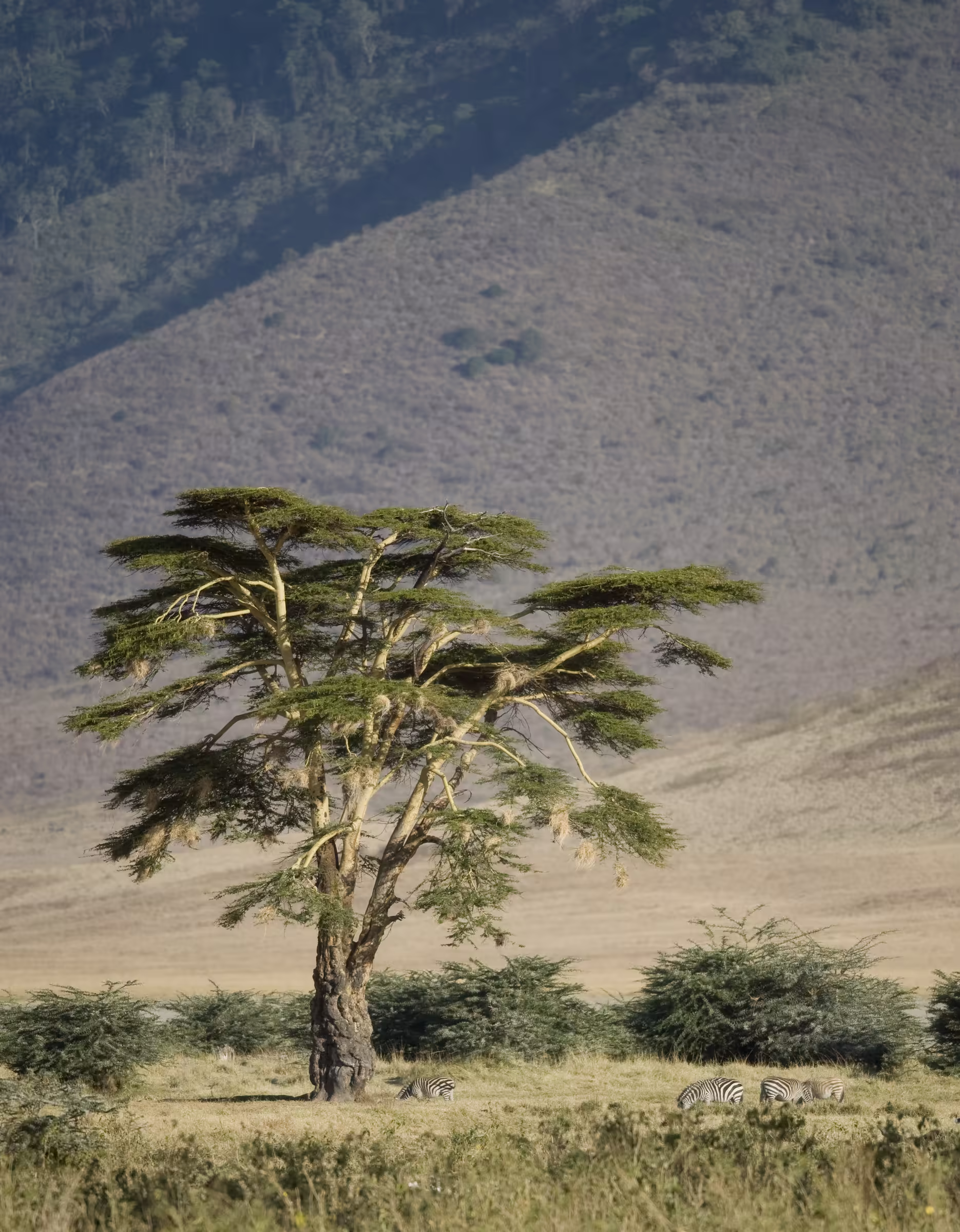 View of Ngorongoro crater Tanzania