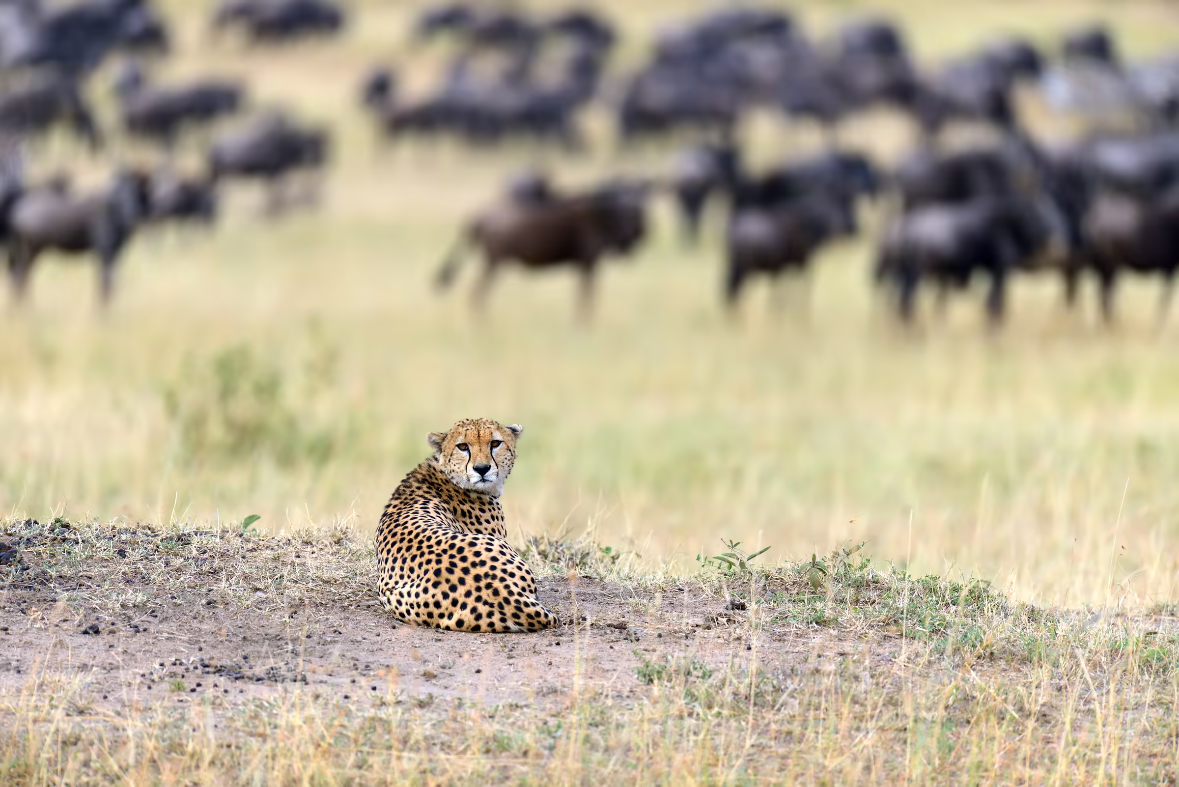 Wild African cheetah