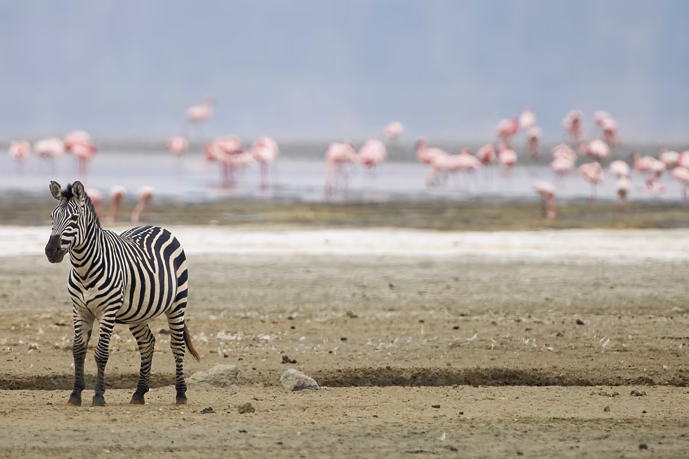 Wild zebra on a beach with pink flamingos