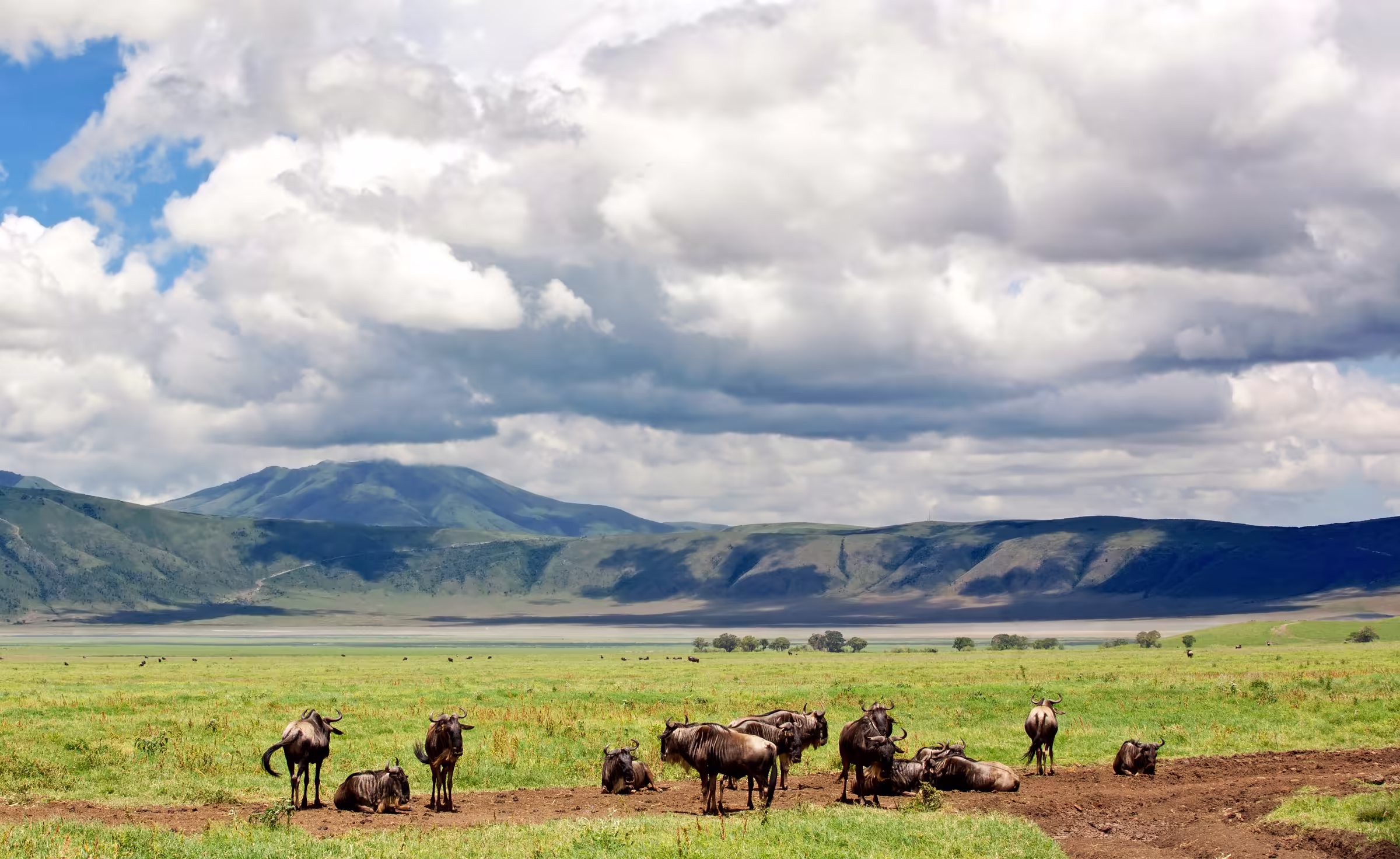 Wildebeests in the Ngorongoro crater Tanzania