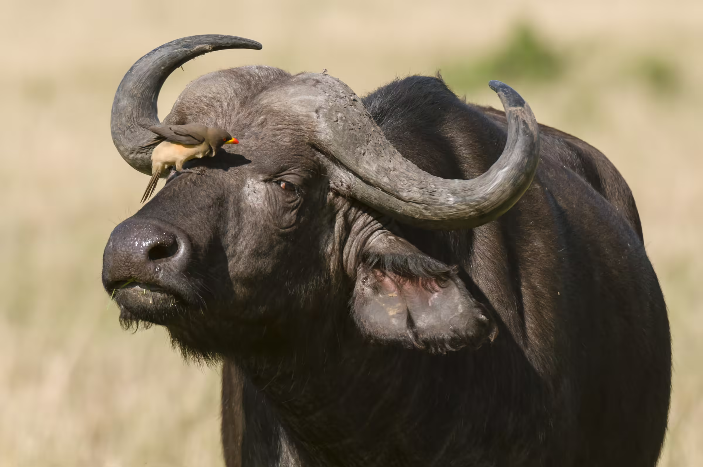 Yellow billed oxpecker on a cape buffalo