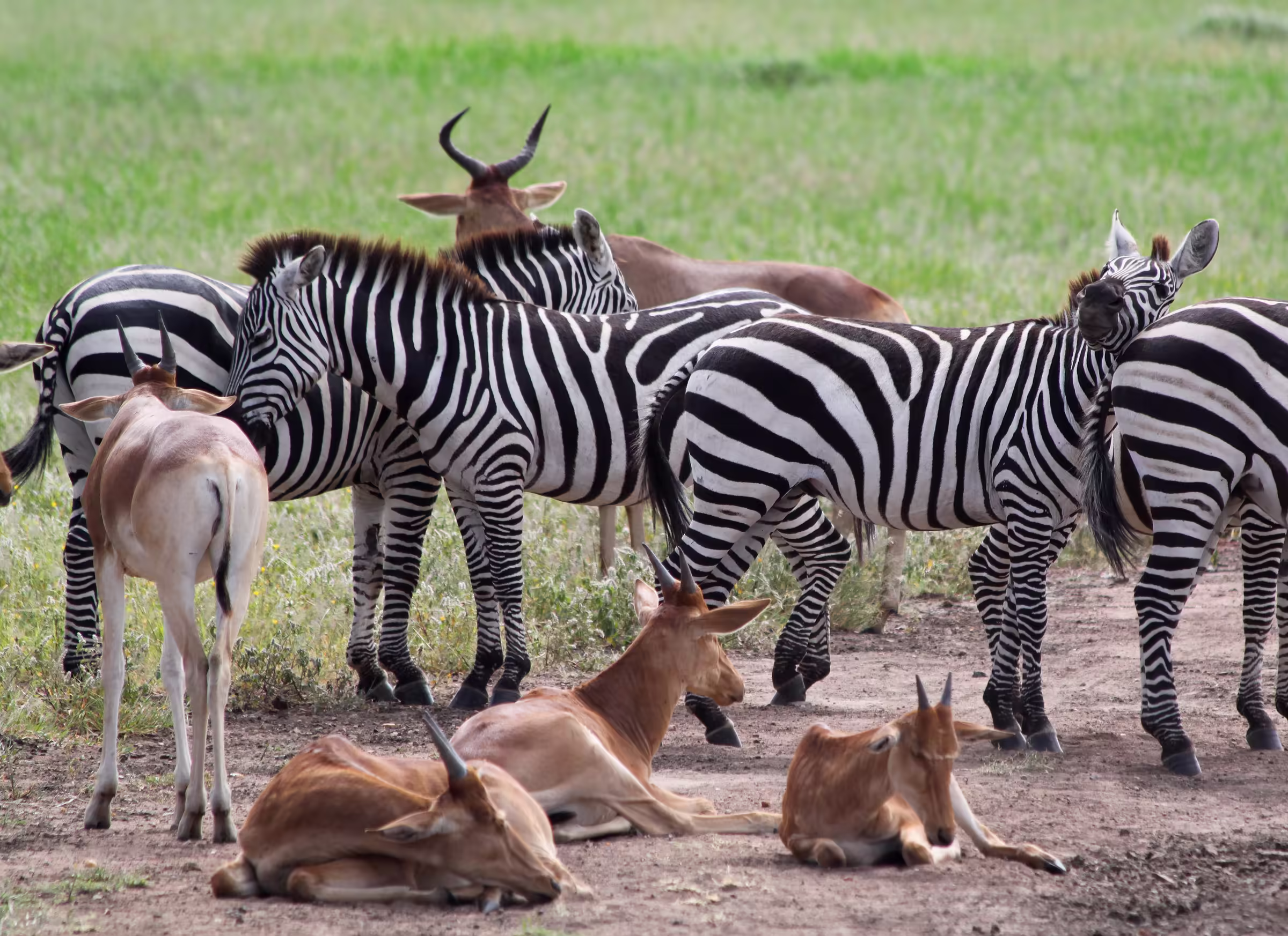 Zebras and topi antelopes in the Serengeti