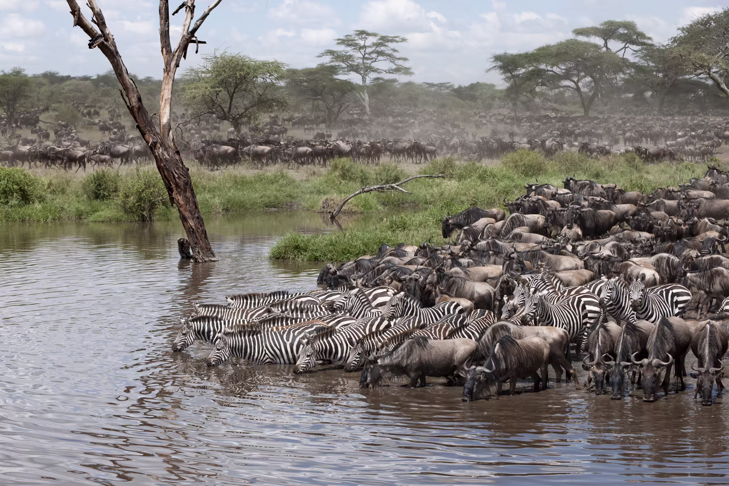 Zebras and wildebeest at the Serengeti national