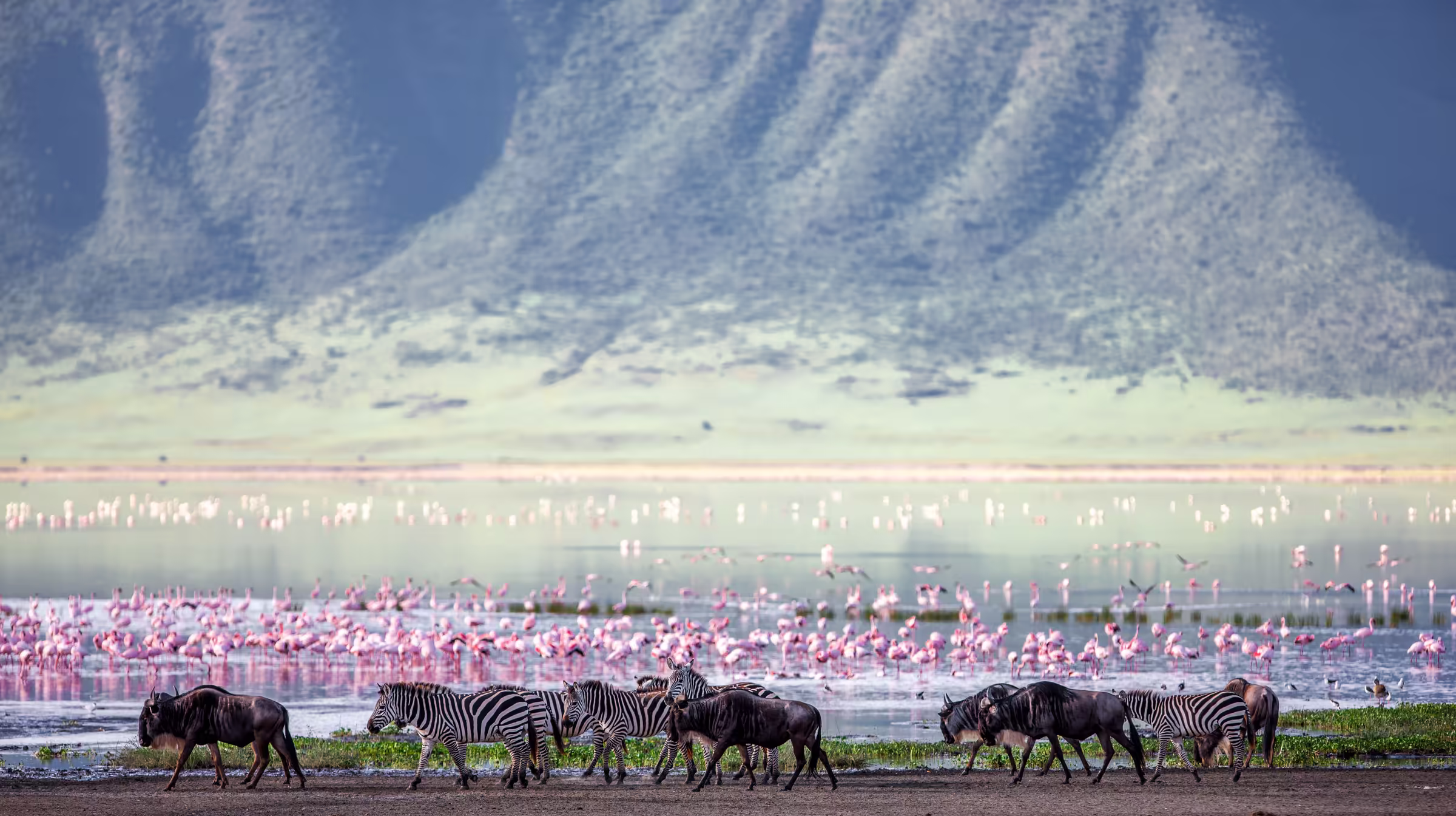 Zebras and wildebeests in the Ngorongoro crater