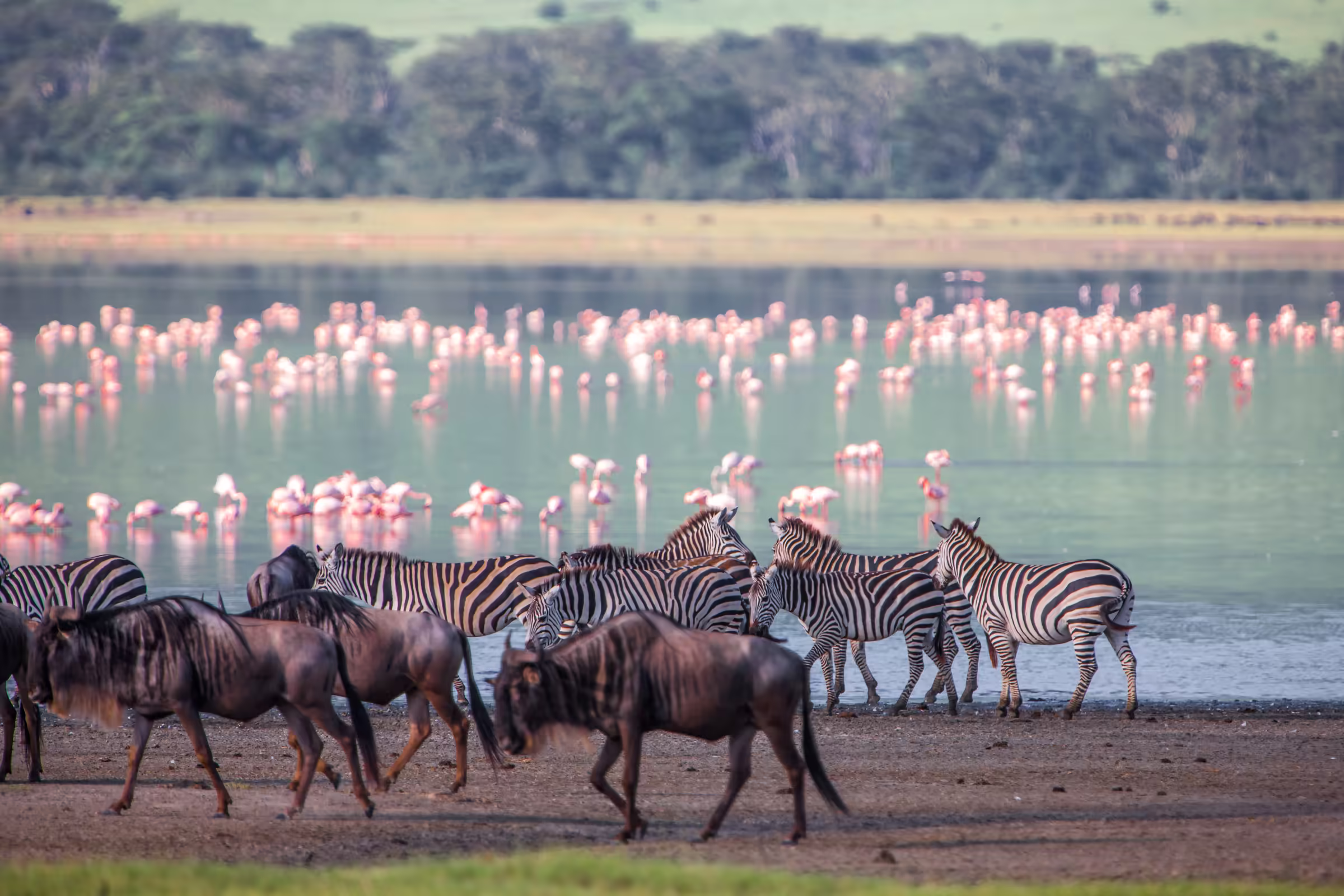 Zebras and wildebeests in the Ngorongoro crater