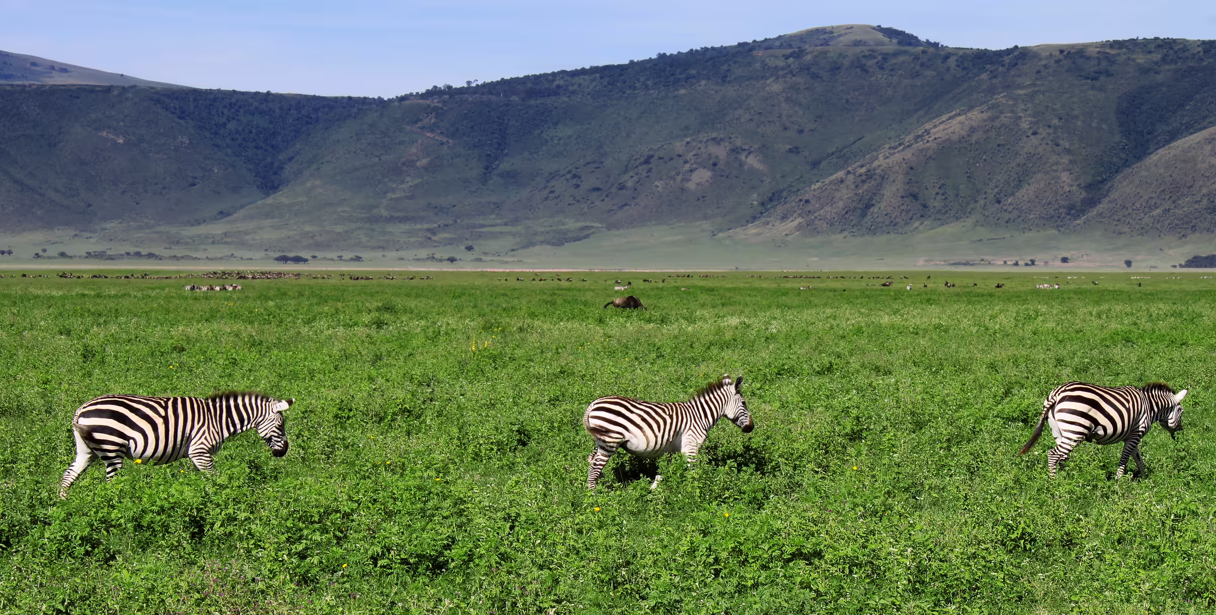 Zebras in the Ngorongoro crater in Tanzania