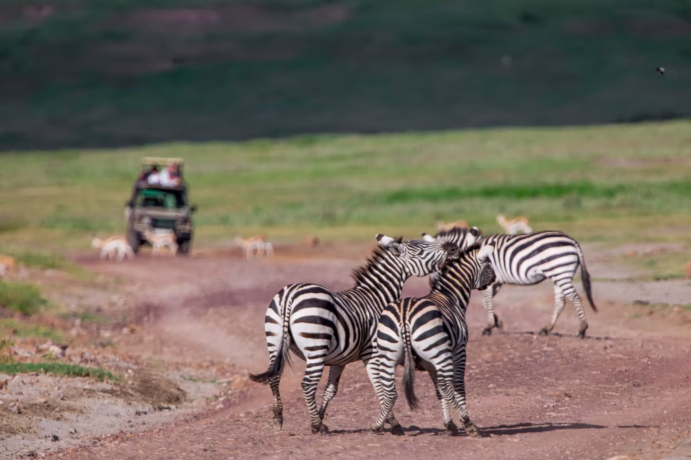 Zebras in the Ngorongoro crater Tanzania