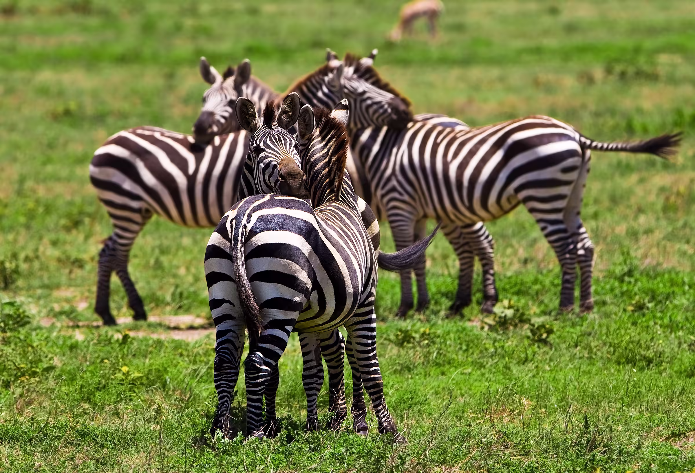 Zebras in the Serengeti national park Tanzania