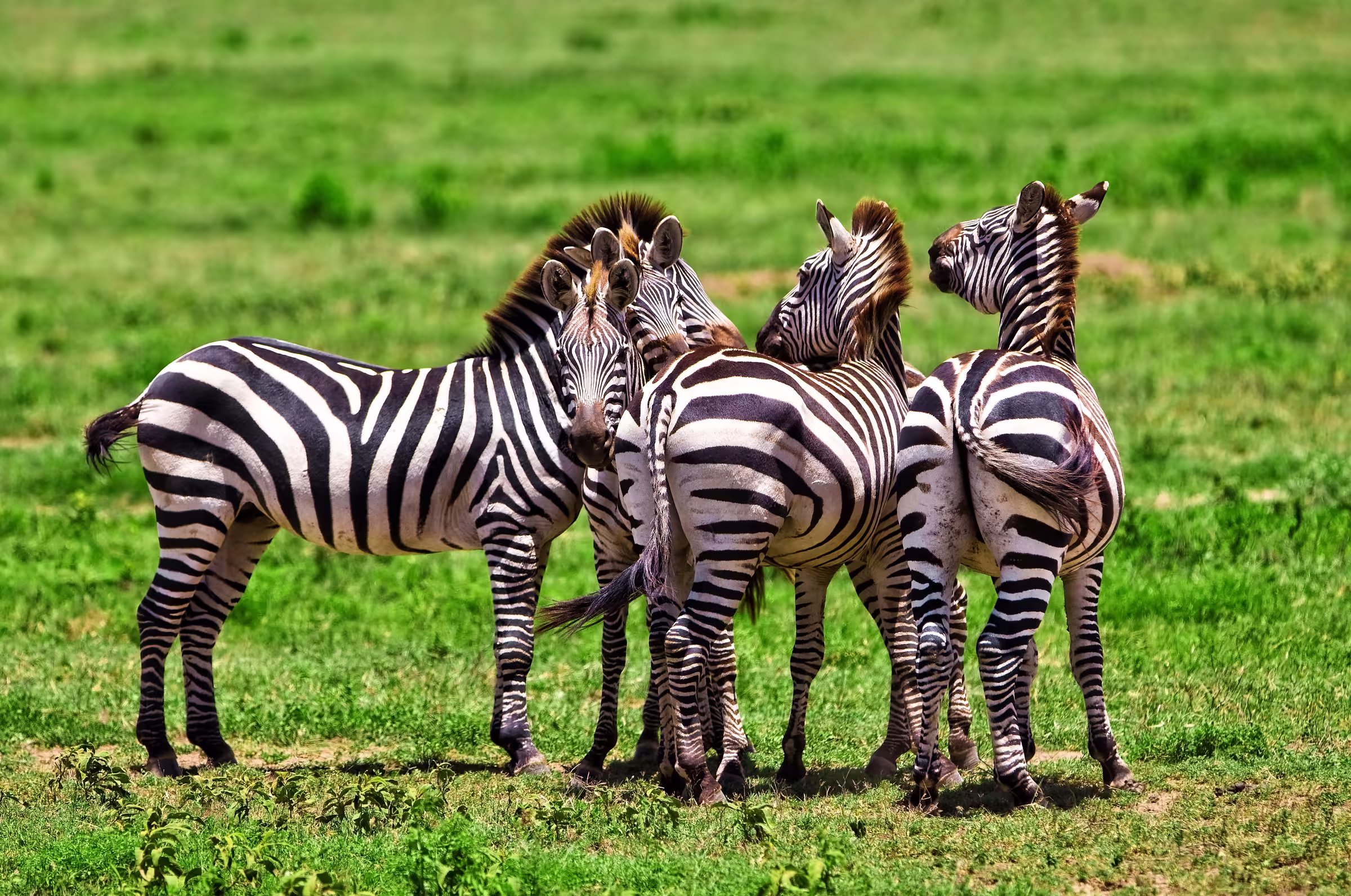 Zebras in the Serengeti national park Tanzania
