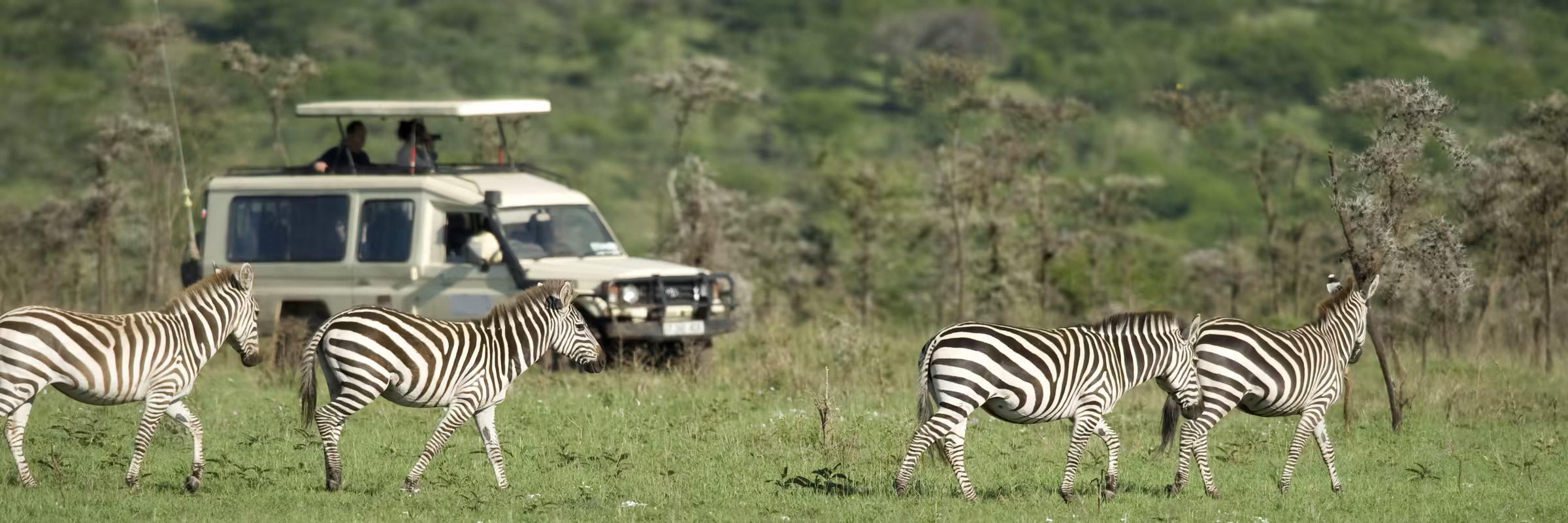 Zebras passing in front of 4x4