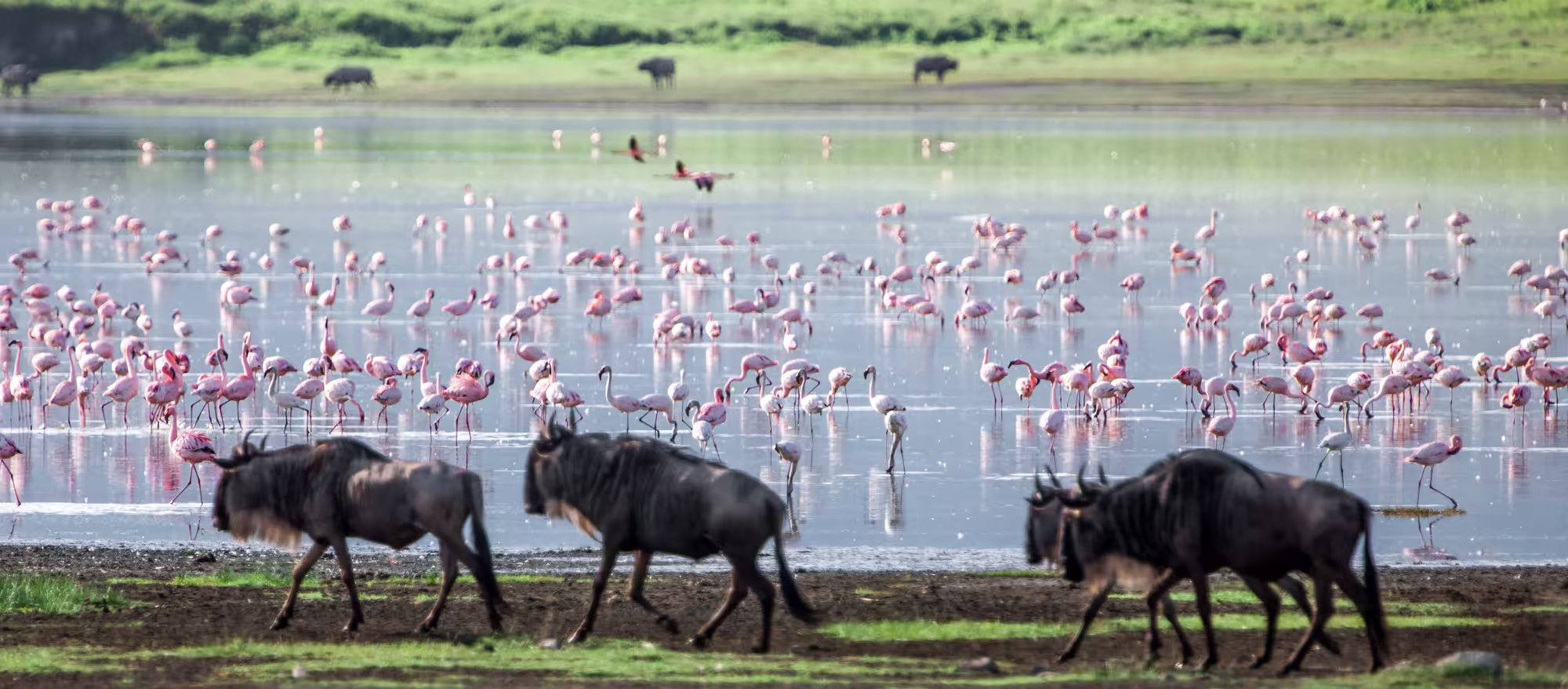 Wildebeests in the Ngorongoro crater Tanzania