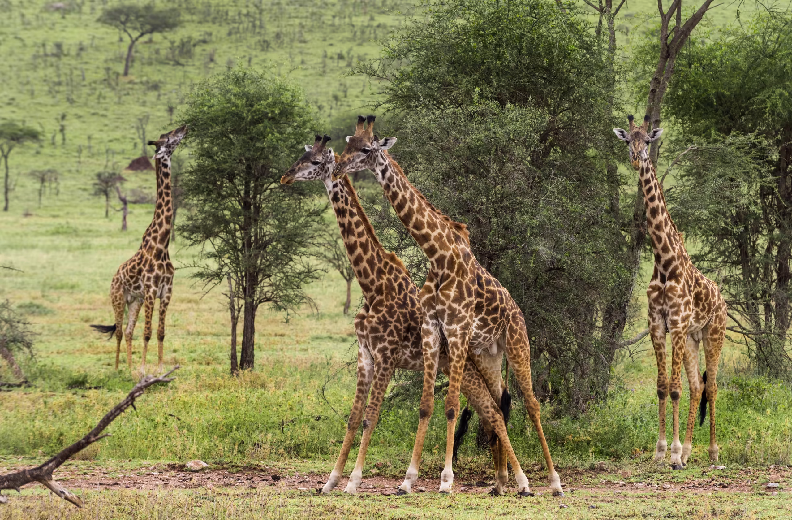 Herd of giraffe Serengeti Tanzania Africa
