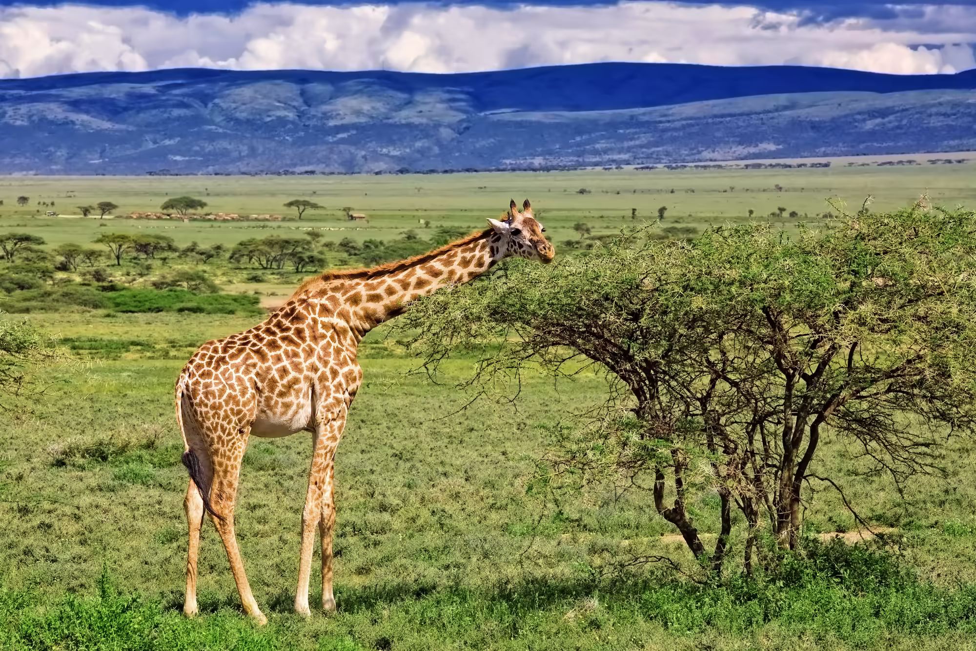 Giraffe in the Serengeti national park Tanzania