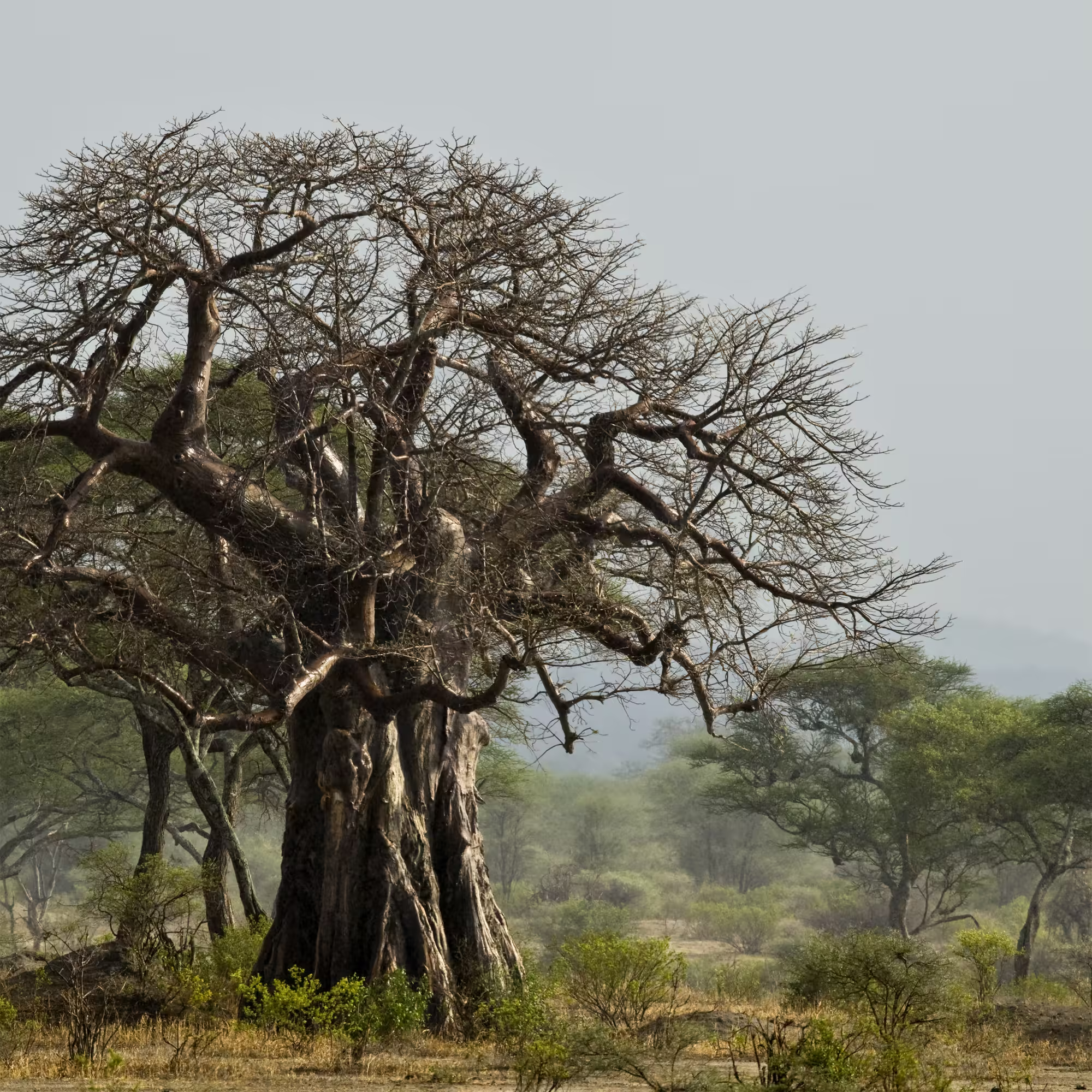 Baobab tree in landscape Tanzania Africa