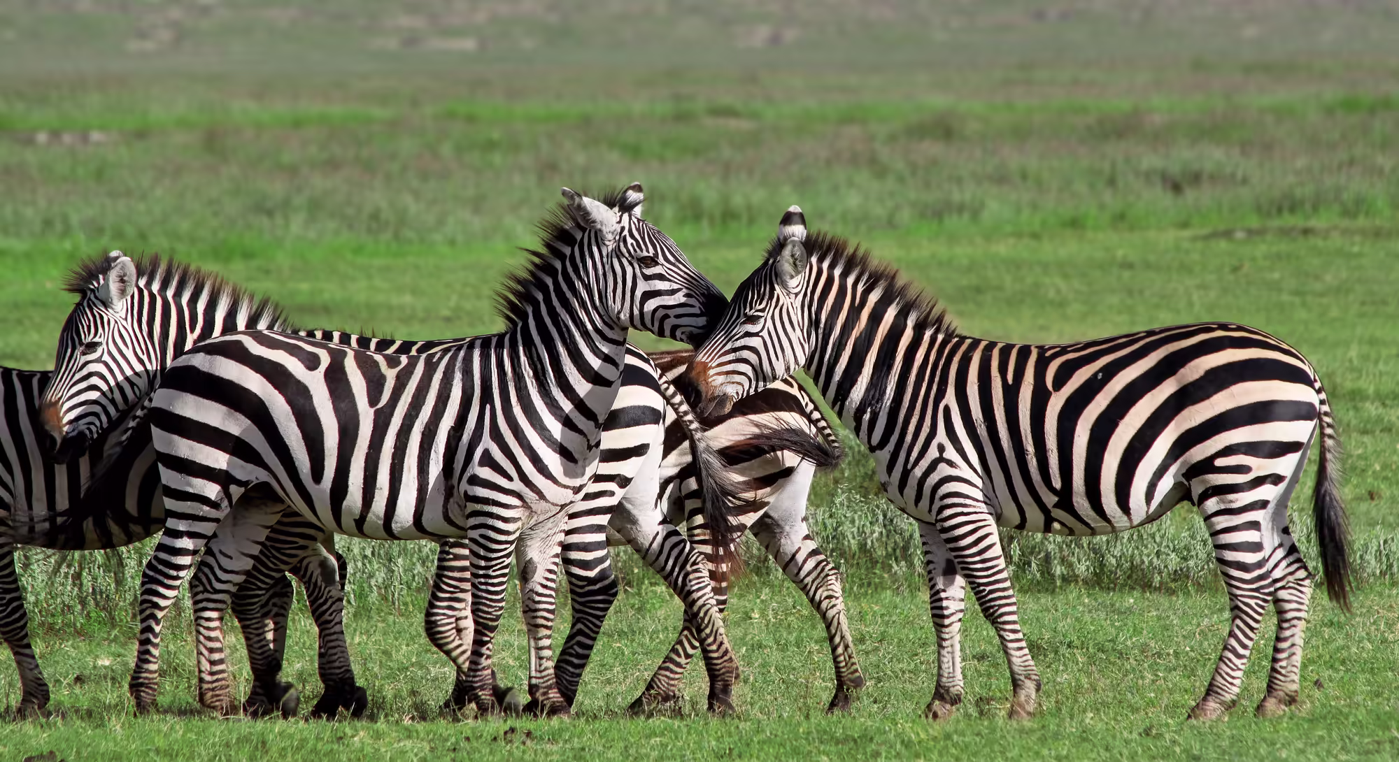 Zebras in the Ngorongoro crater Tanzania