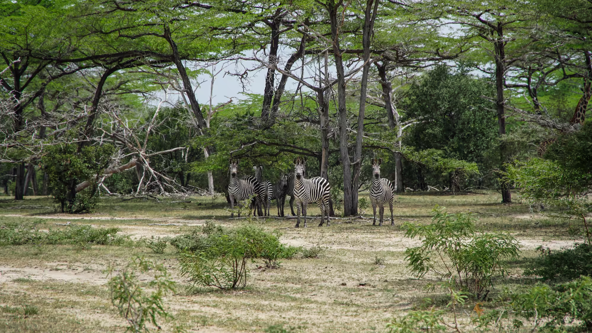 Zebras in Nyerere National Park