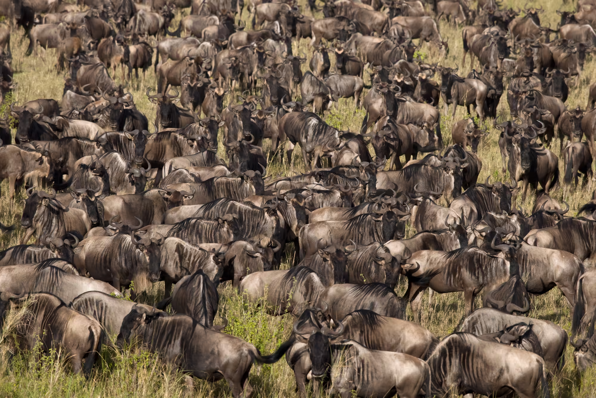 Herd of wildebeest at the Serengeti national